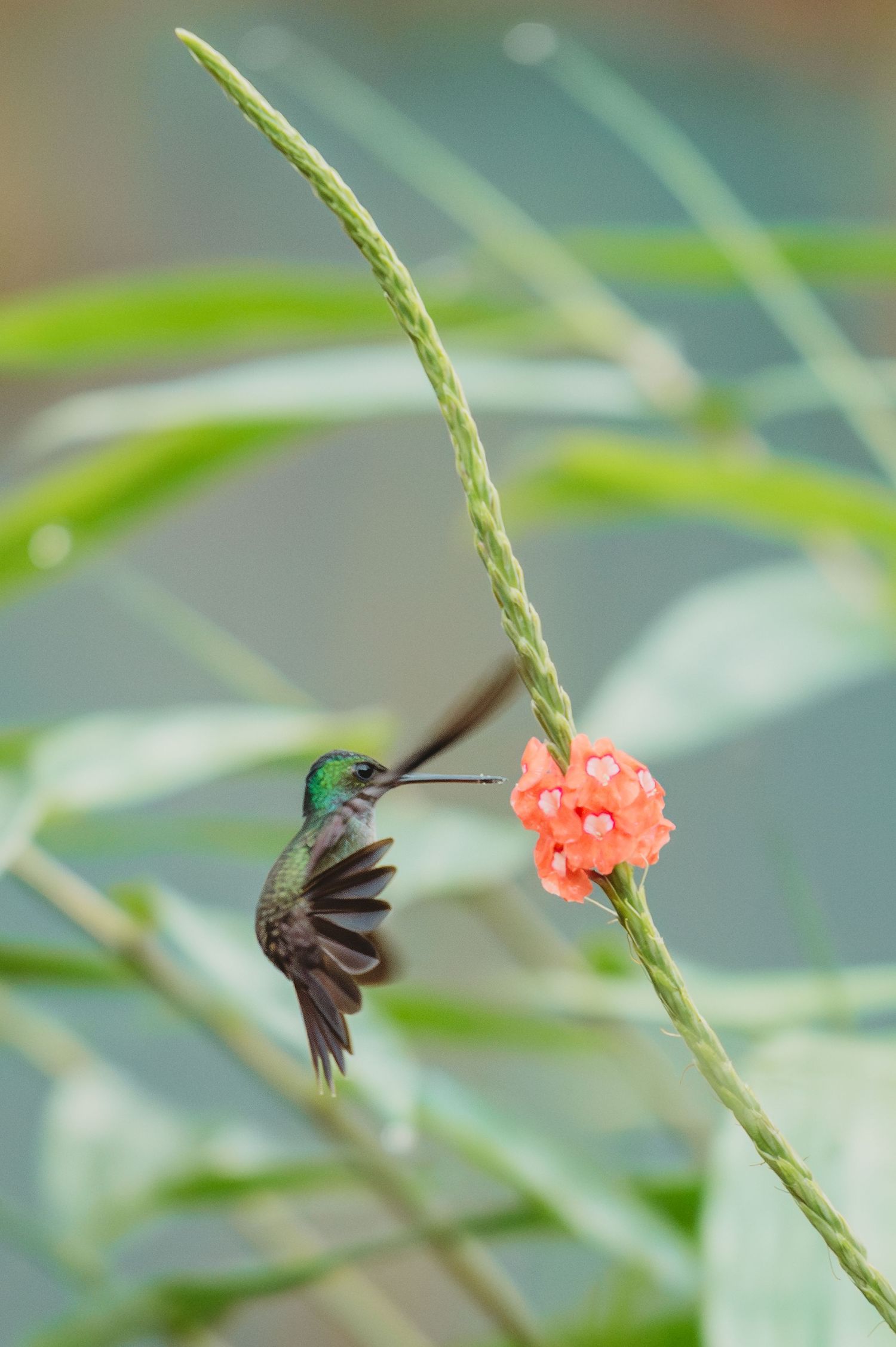Hummingbird hovering near a coral-colored flower against blurred background.