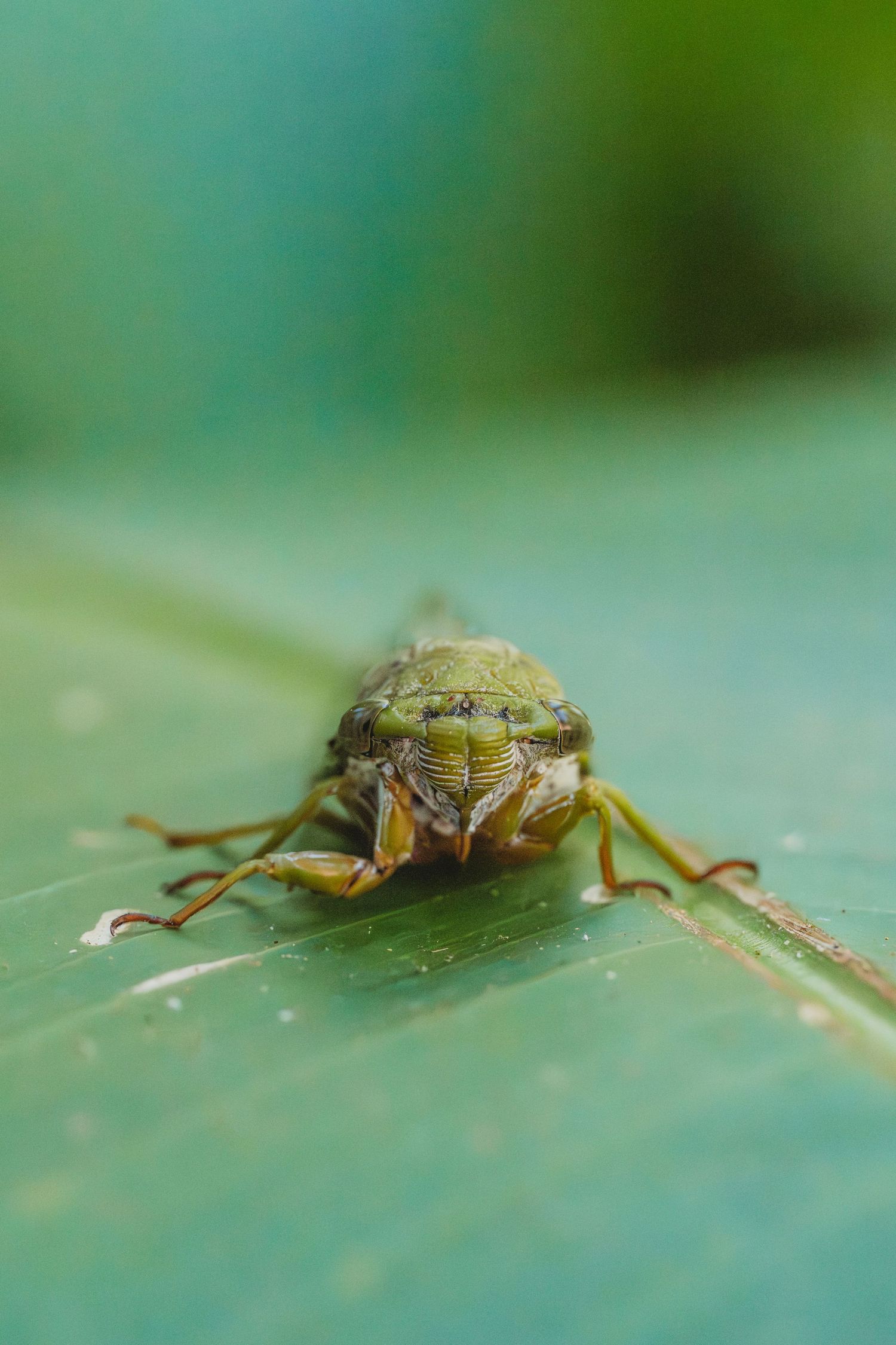 A green cicada insect crawls across a green leaf surface.