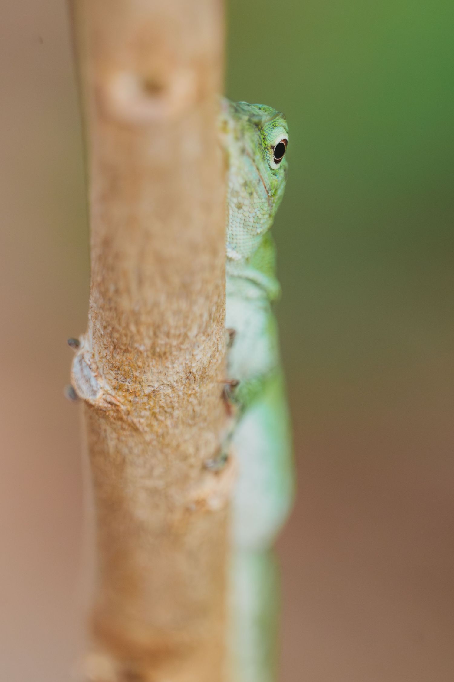 A green anole lizard peers around a brown branch with a blurred green background in this close-up nature photo.