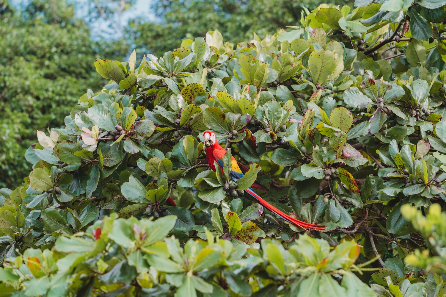 A vibrant scarlet macaw perches among green foliage in a tropical setting.