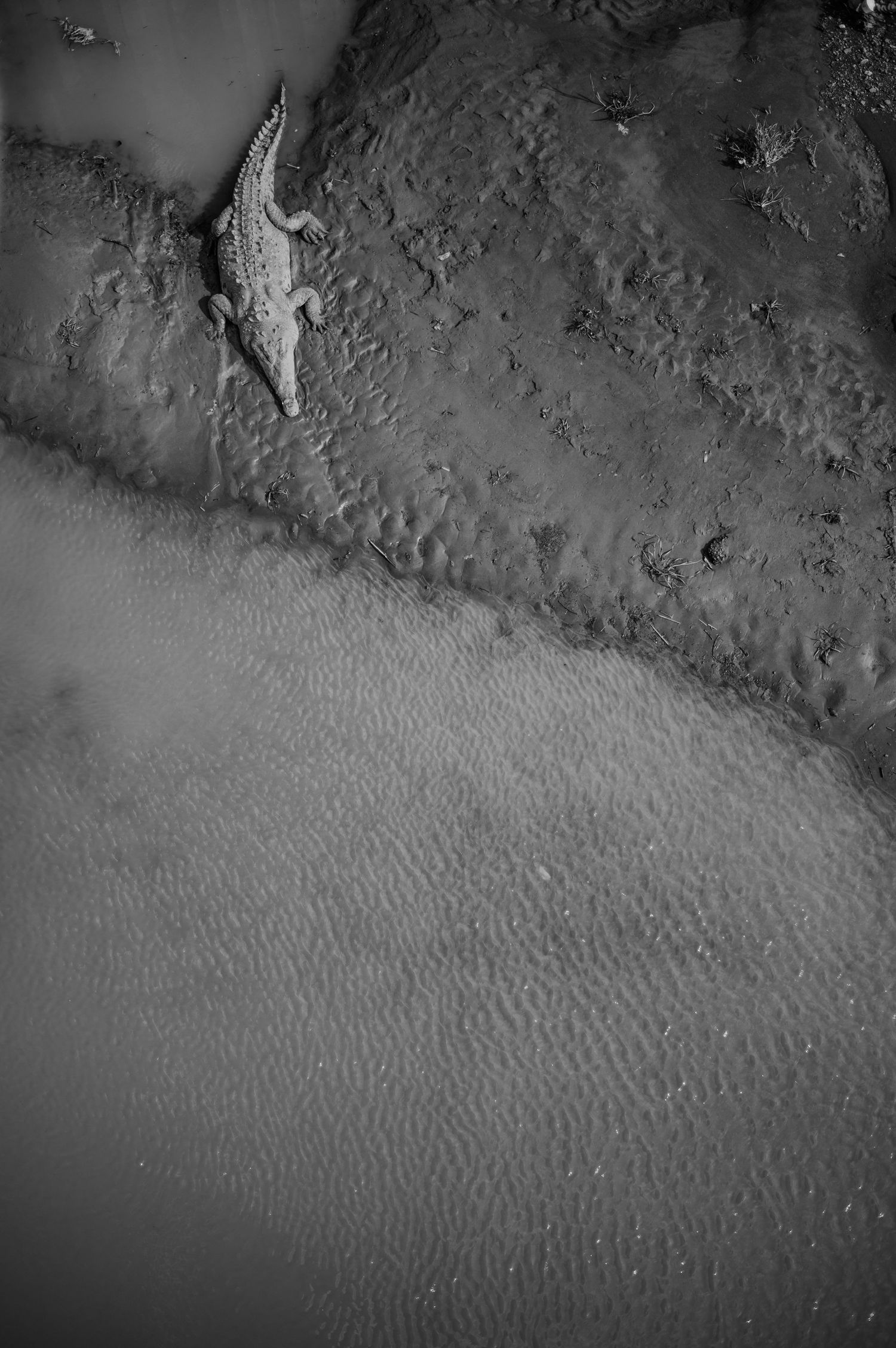Aerial black and white view of a crocodile resting on a sandy riverbank.