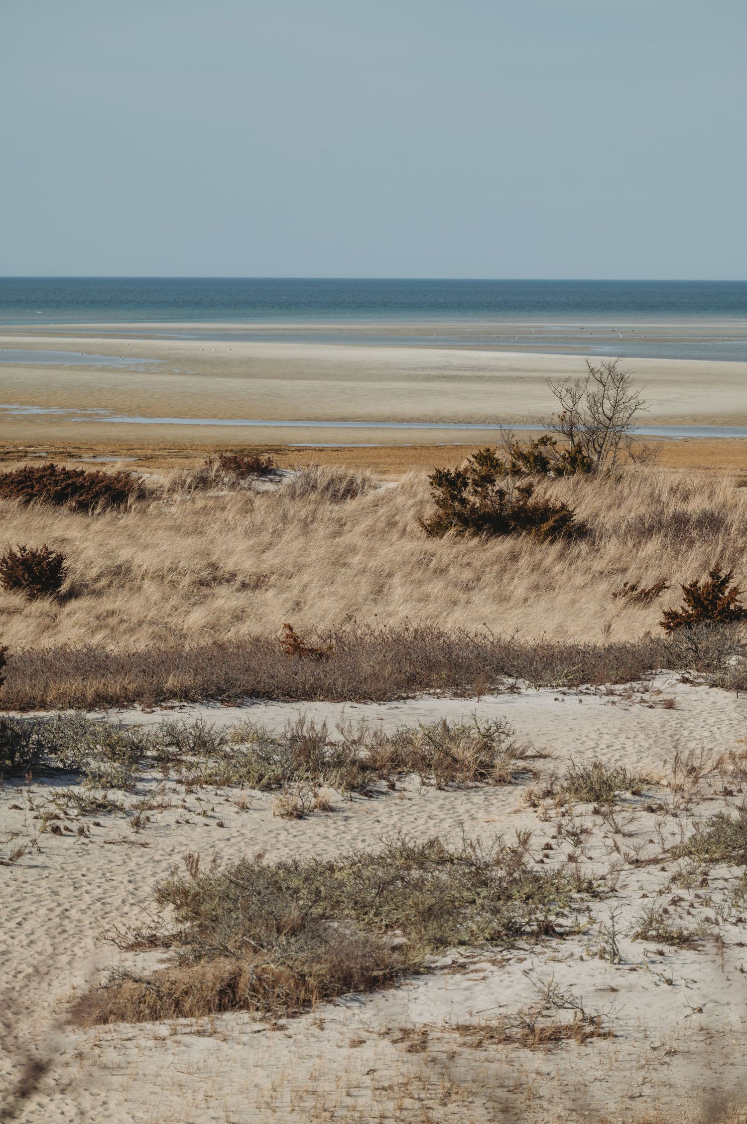 Sandy coastal dunes with dry golden grasses and shrubs overlooking a vast tidal flat and calm blue ocean horizon.