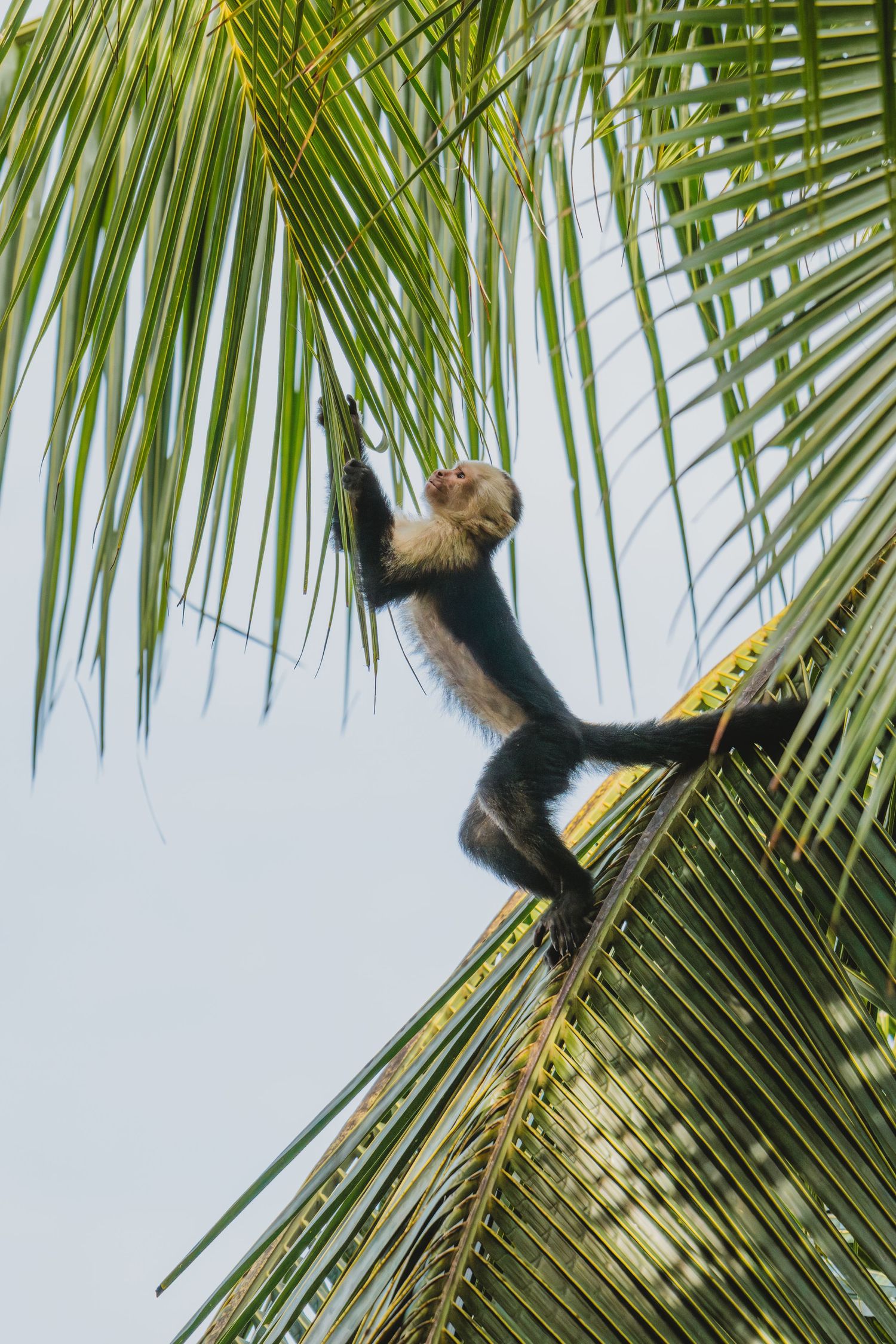 A capuchin monkey climbing a tropical palm tree with lush green fronds against a bright sky.