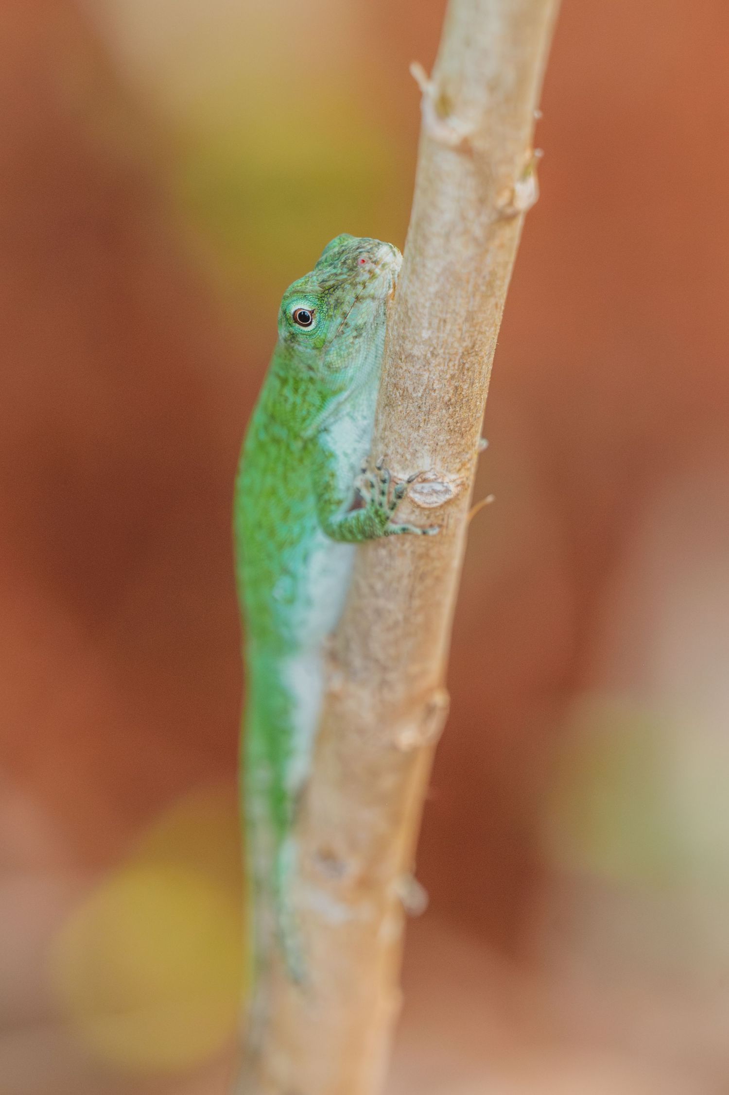 A vibrant green lizard clings to a slender brown branch against a soft bokeh orange background.
