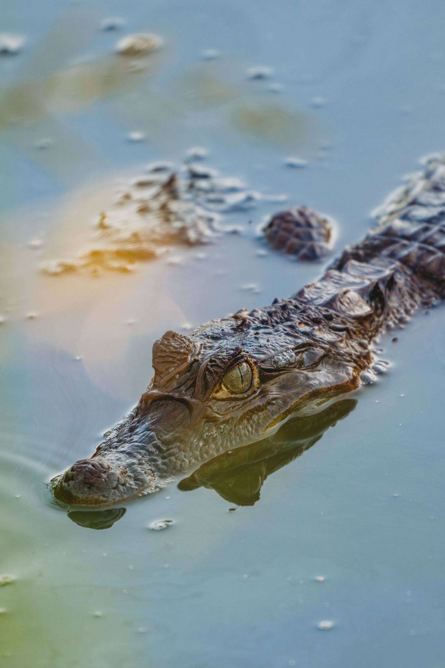 Close-up of caiman alligator heads breaking the surface of calm blue water.