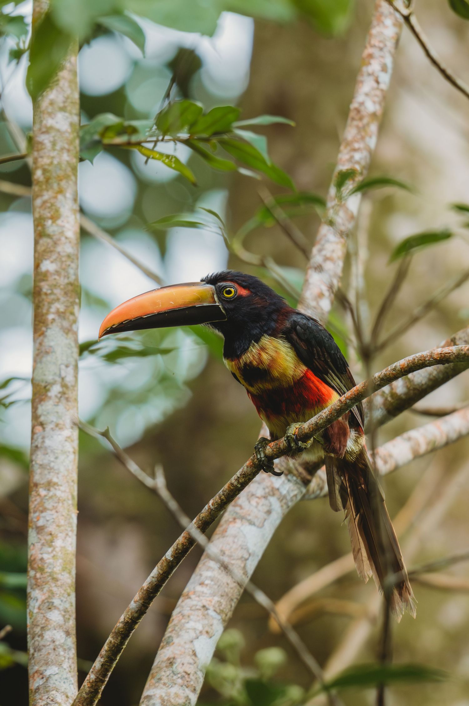 A colorful toucan with an orange beak perches on a branch in a lush tropical rainforest.