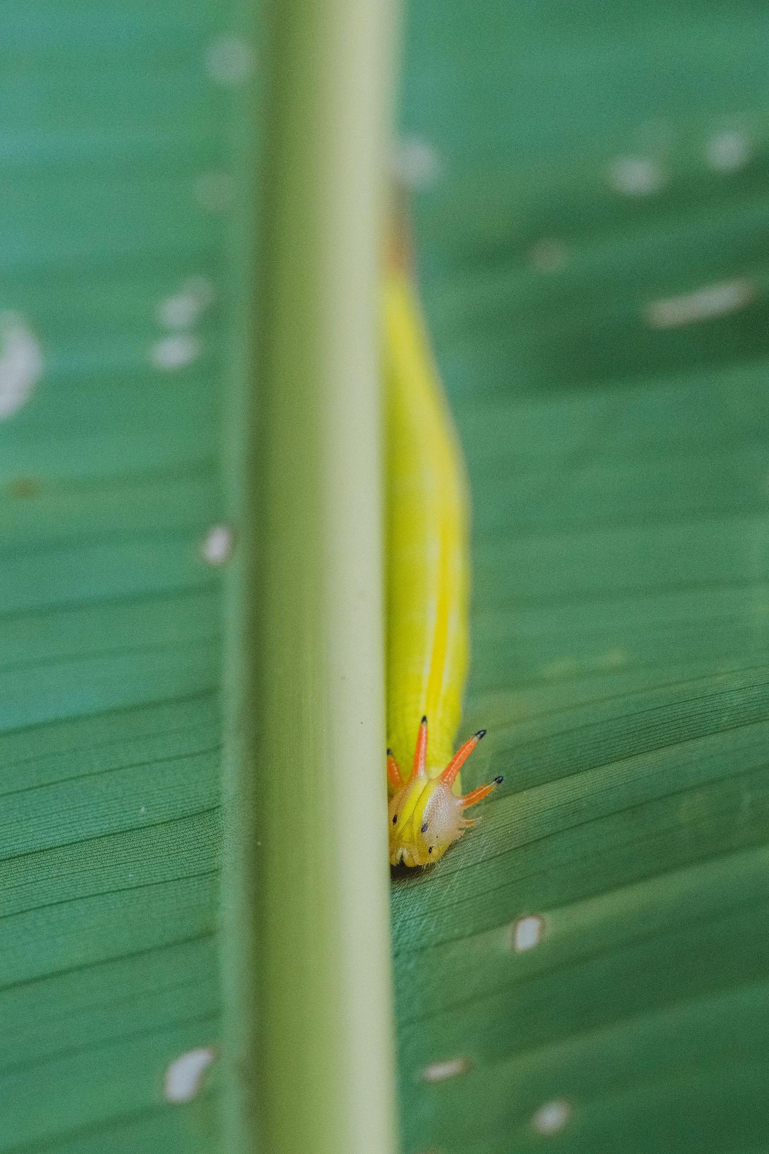 Close-up macro shot of a young banana fruit emerging between a green leaf and stem in tropical setting.