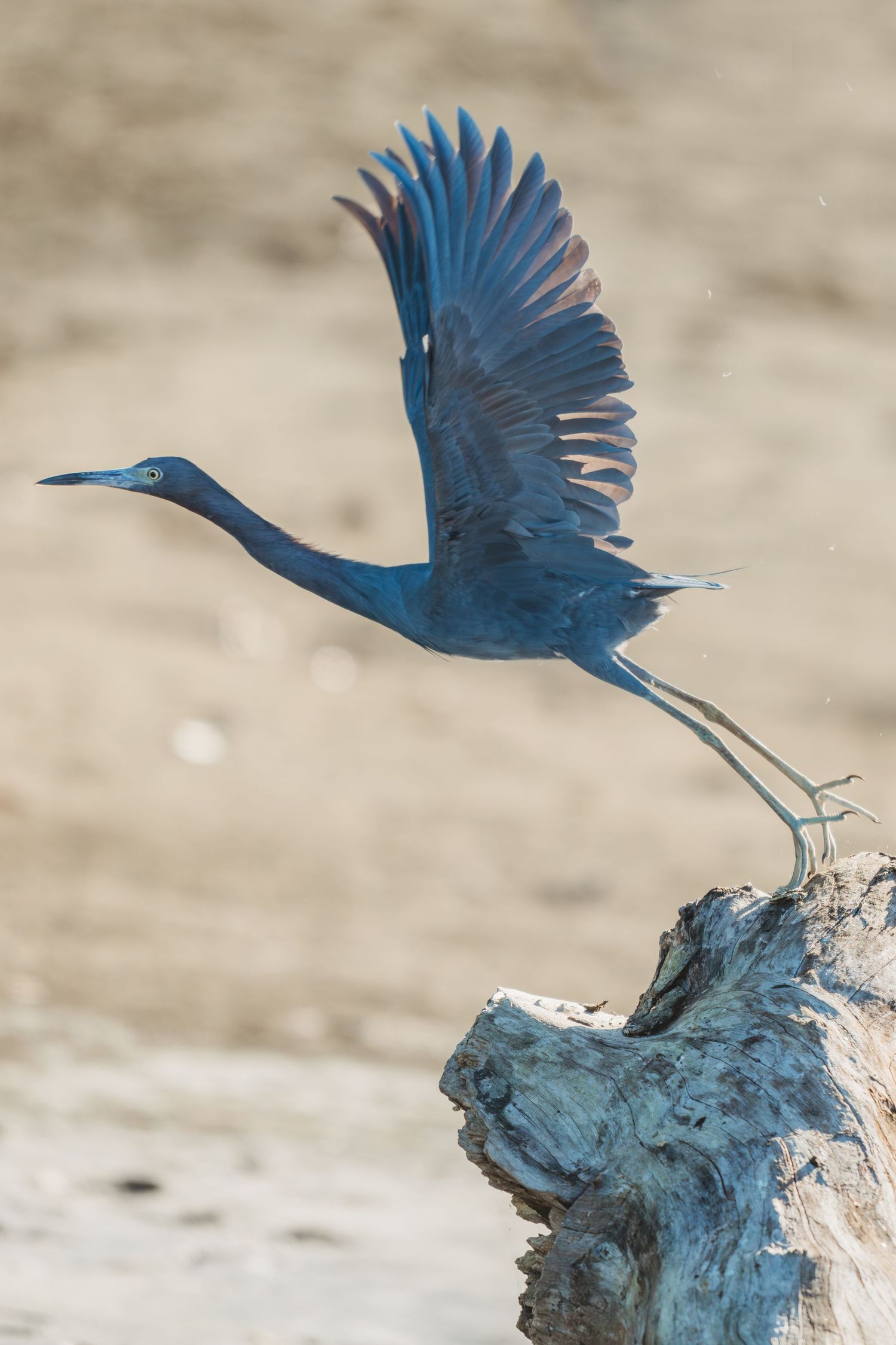 A little blue heron takes flight from a weathered driftwood log against a soft sandy background.