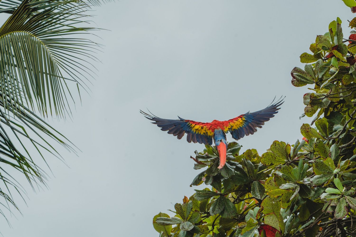 Colorful scarlet macaw parrot spreading wings mid-flight above lush tropical green trees against overcast sky.