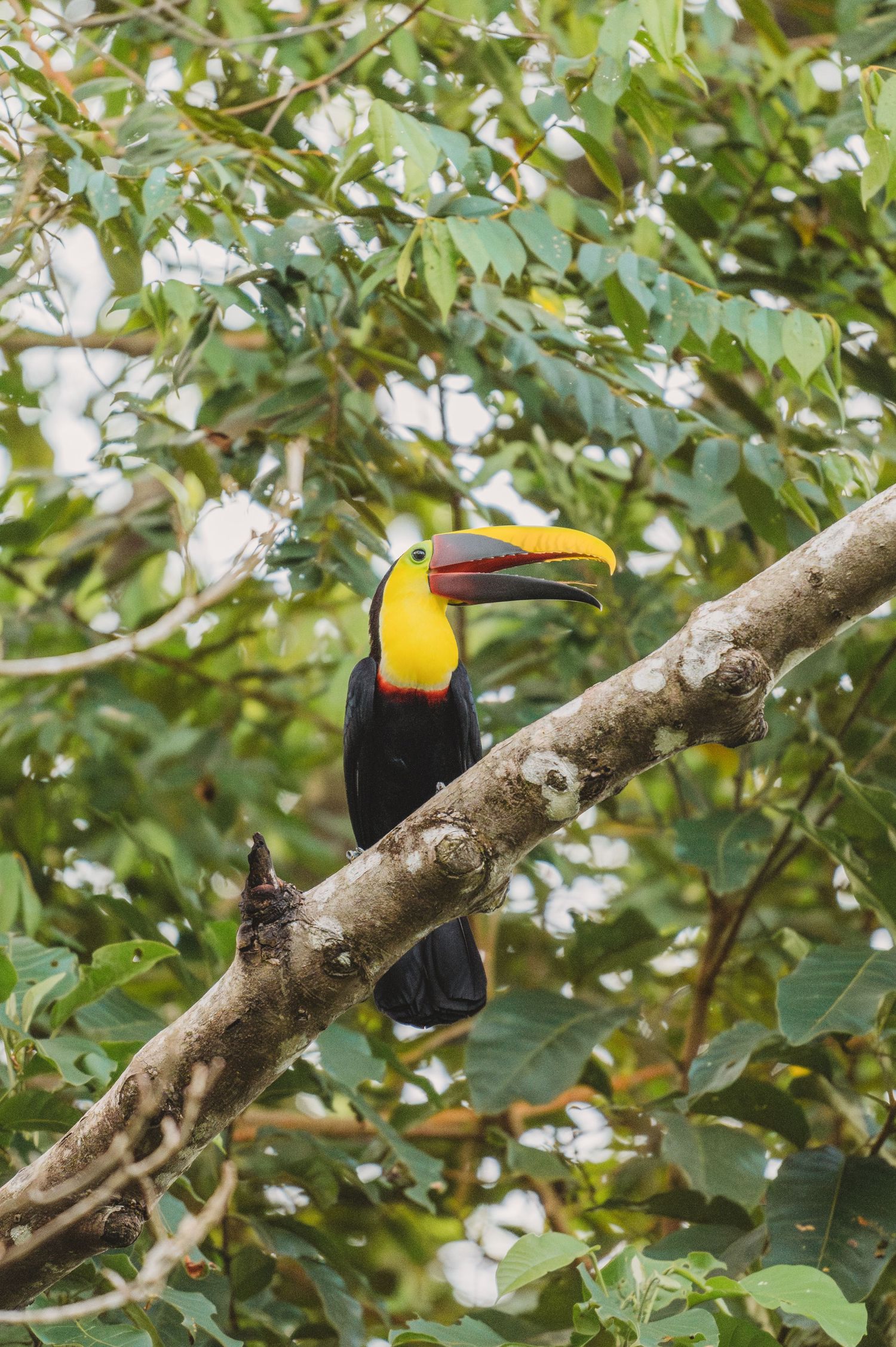 Toucan perched on a tree branch with vibrant yellow markings against green foliage.