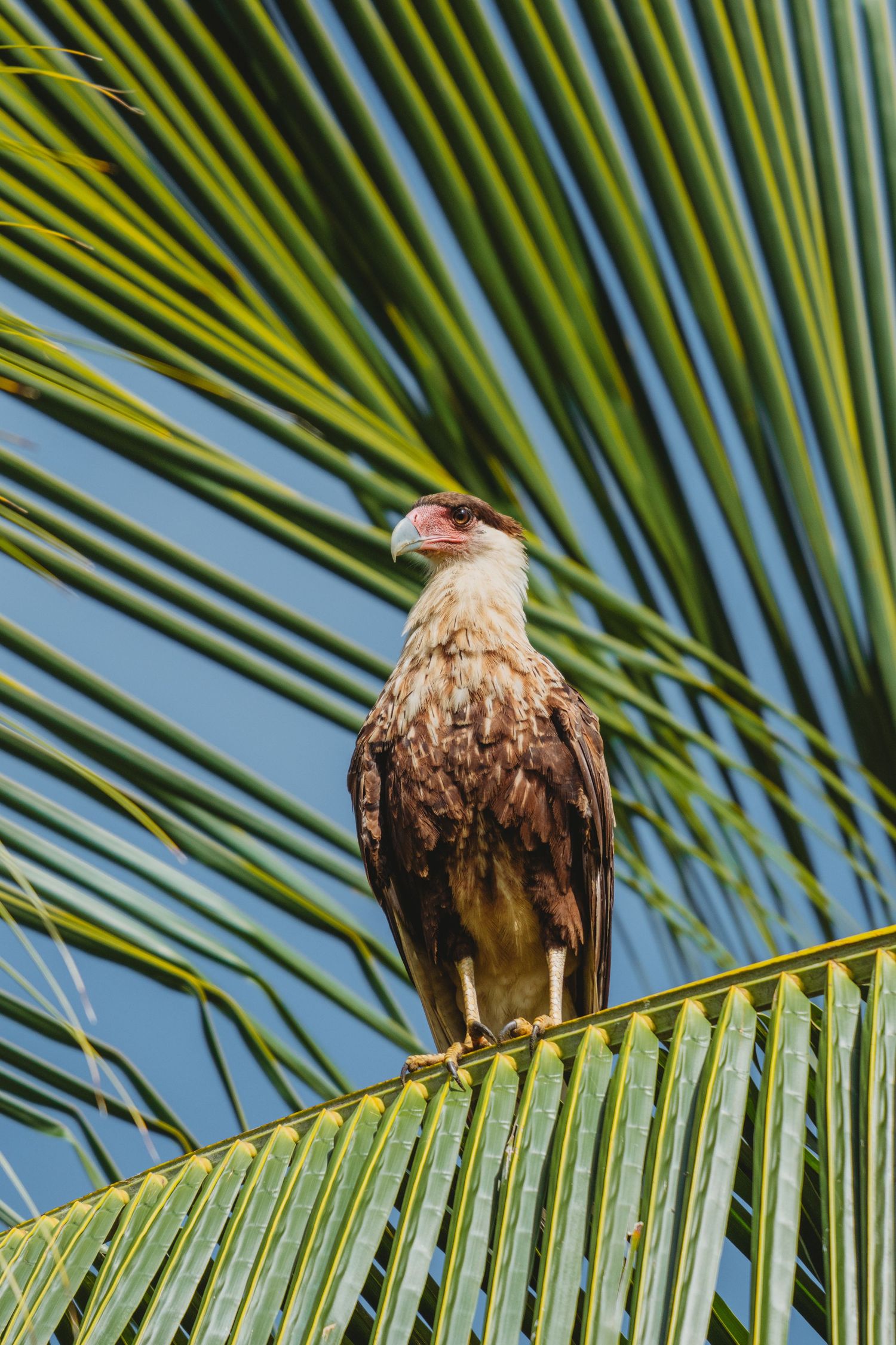 A crested caracara perched on a green palm frond against a clear blue sky in a tropical setting.
