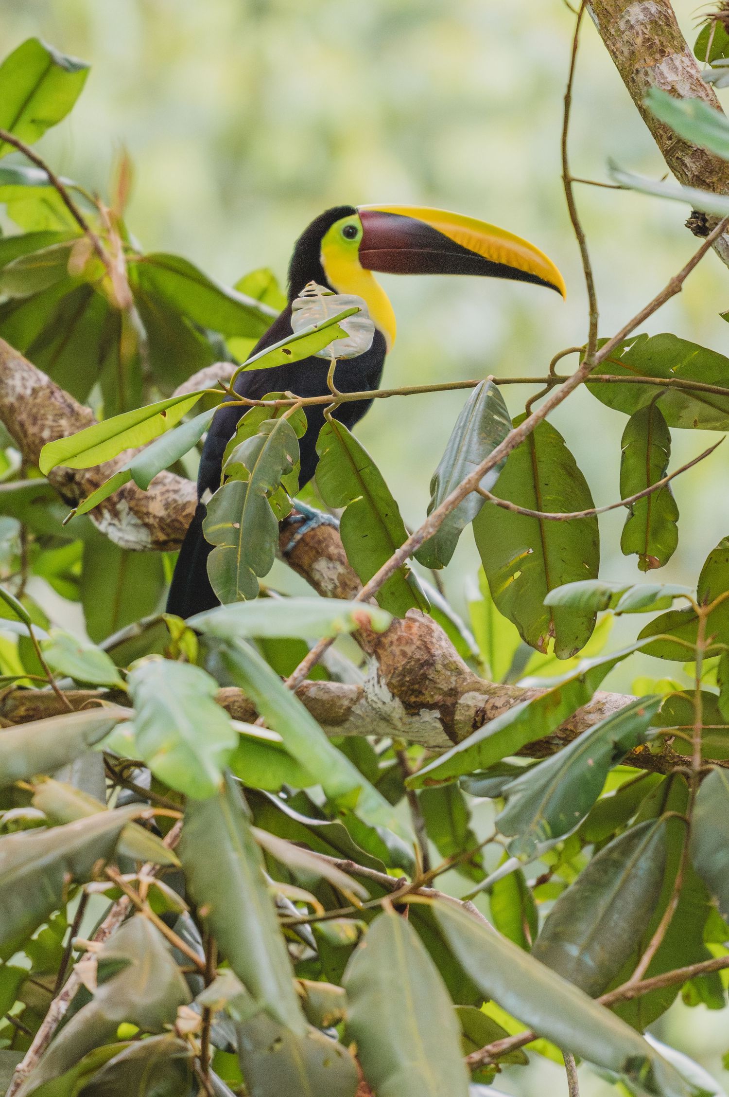 Toucan with distinctive yellow and black beak perched among green tropical foliage.