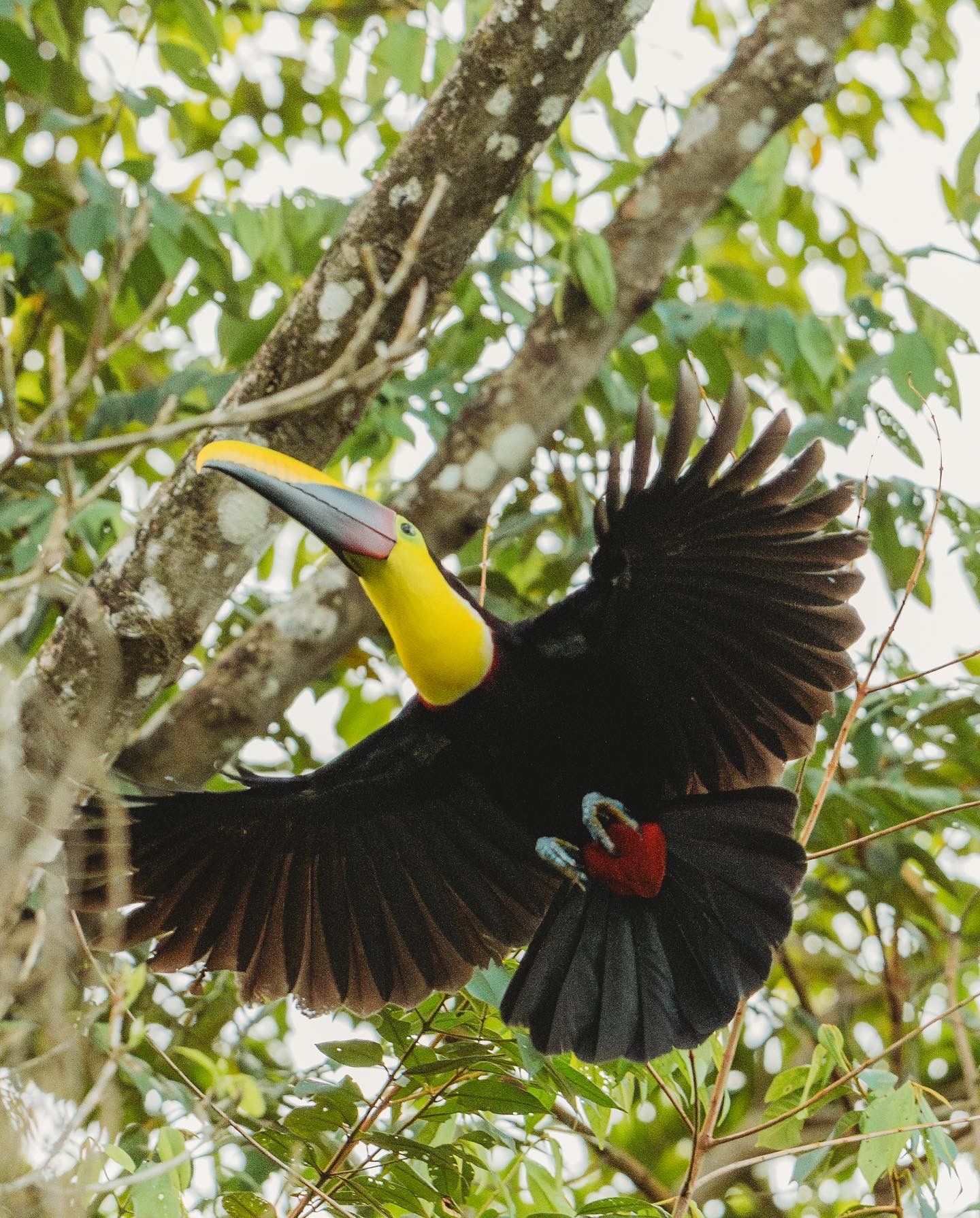 Yellow-throated toucan spreading its wings while perched in a leafy tree.