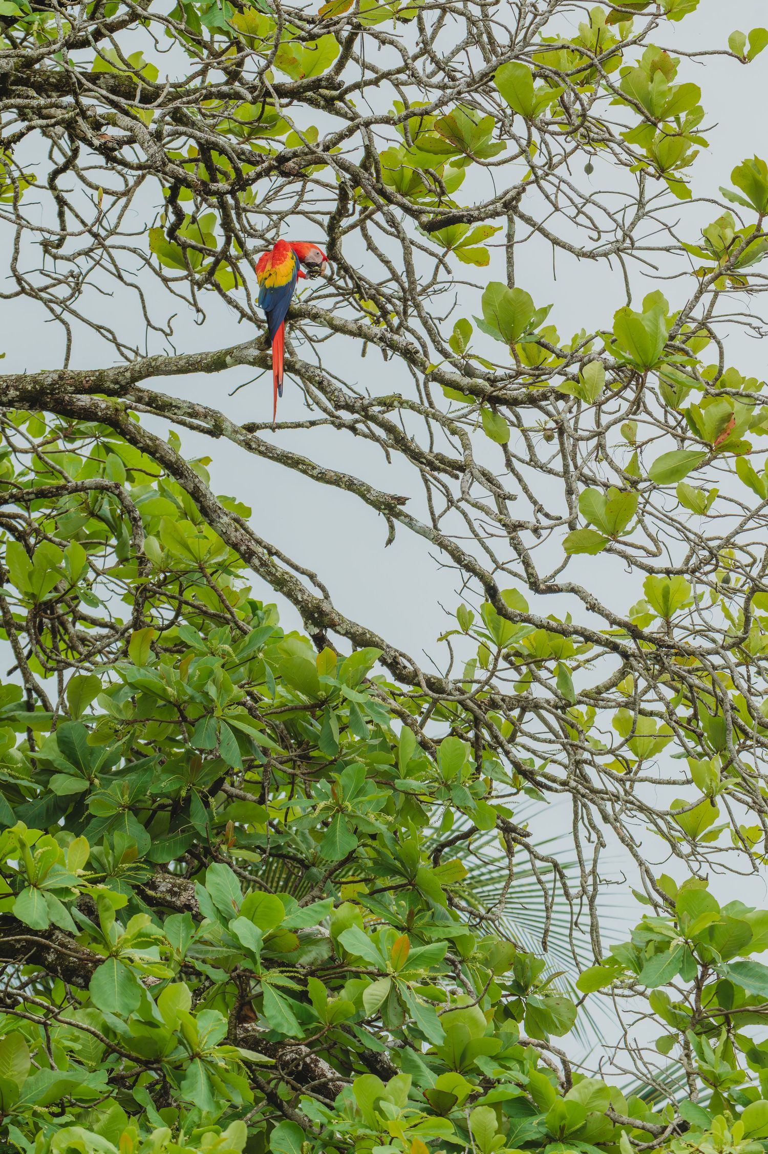 A scarlet macaw perches on a tree branch against a bright sky.