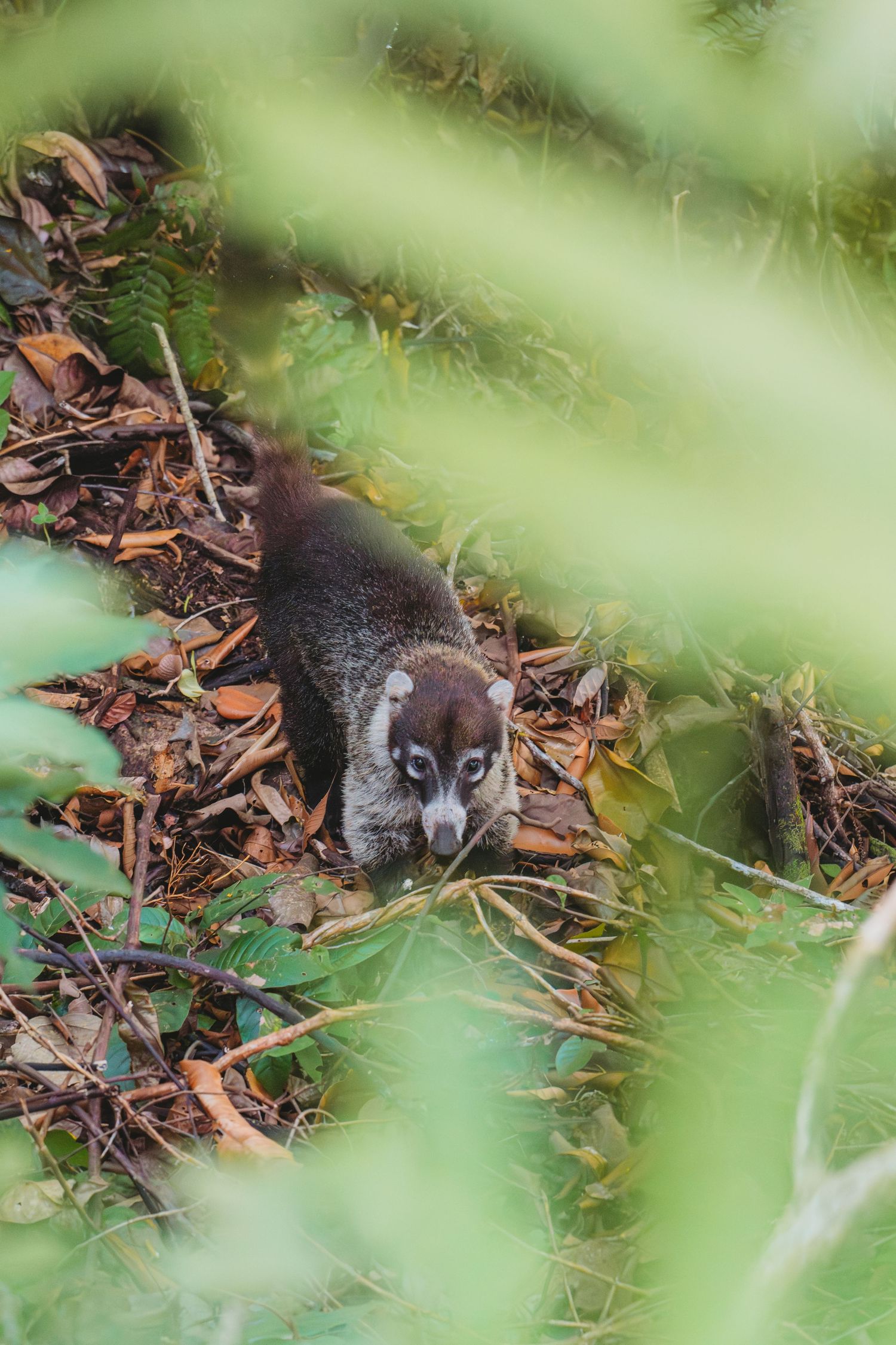 A white-nosed coati forages among fallen leaves on a forest floor, partially hidden by lush green foliage.