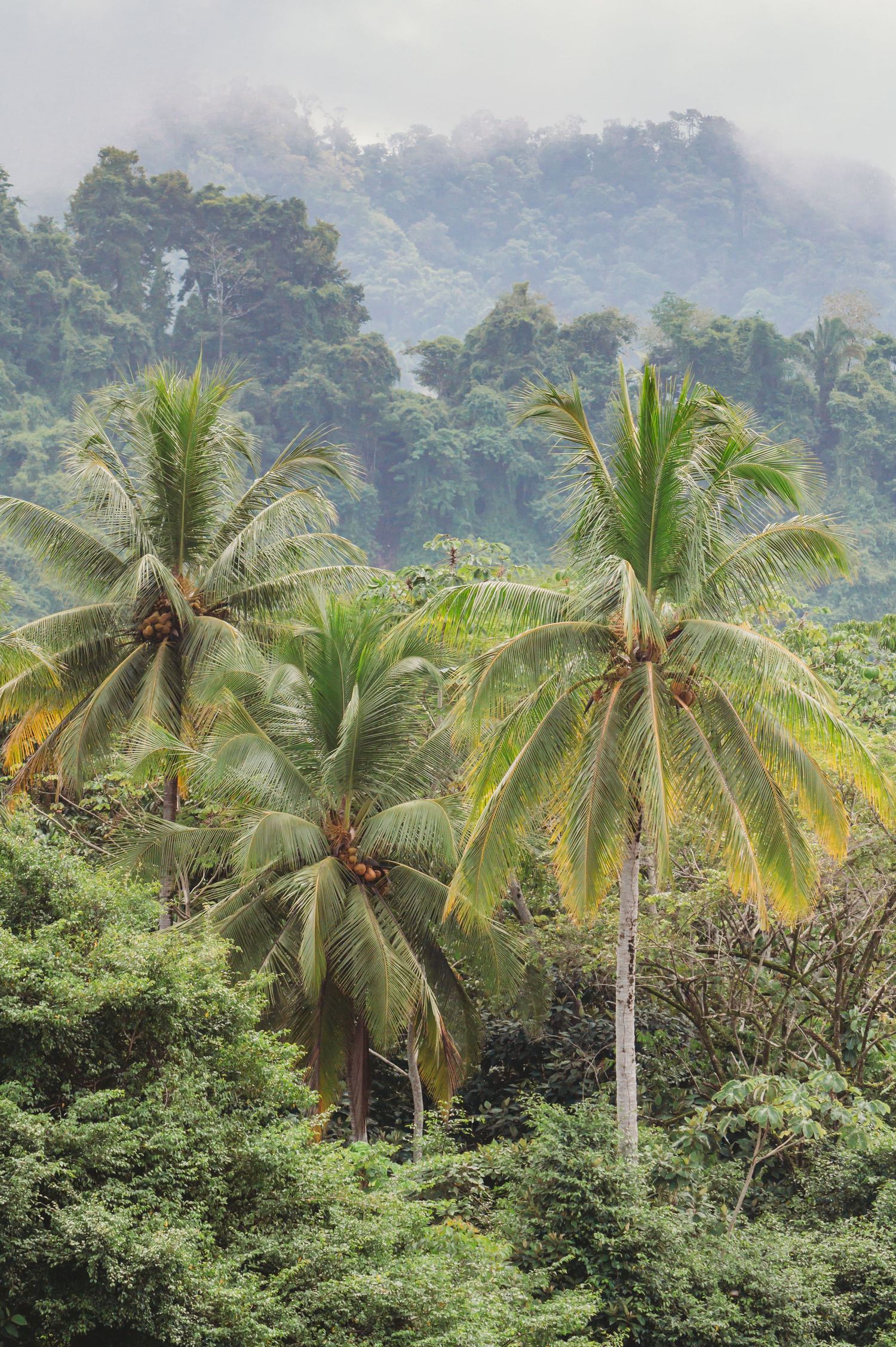 Tropical palm trees rise against a misty mountain backdrop in a lush landscape.