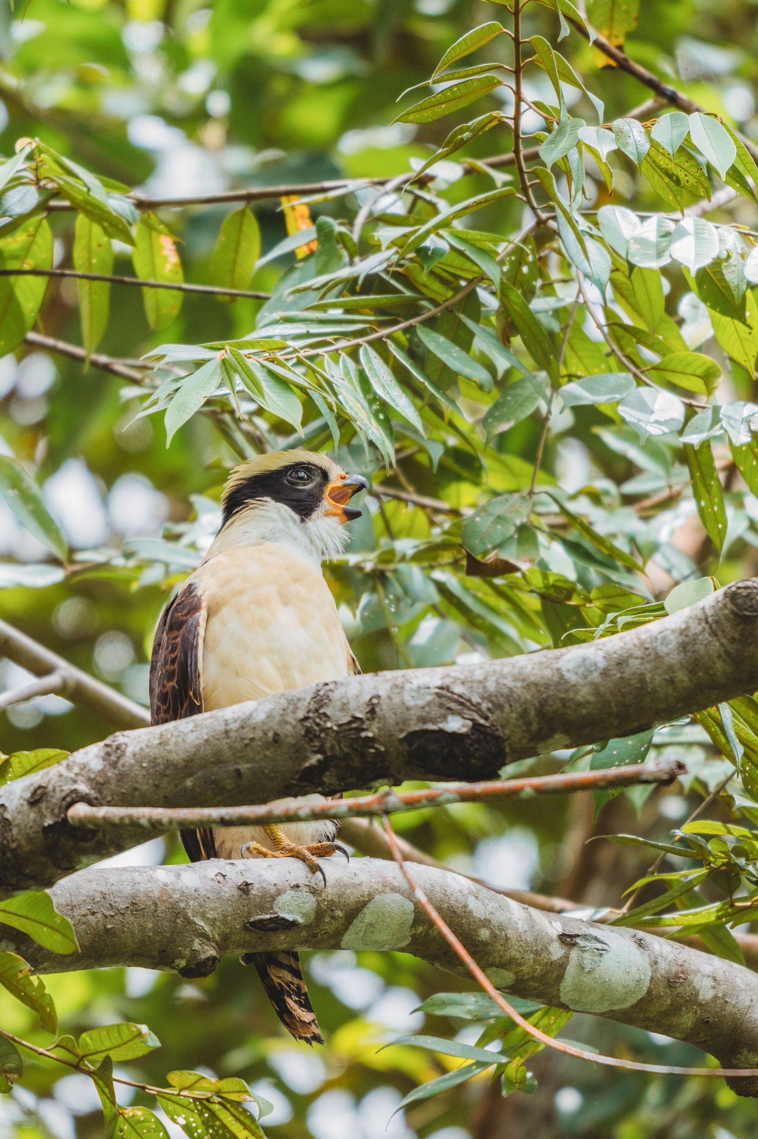 A colorful bird with brown and cream plumage perches on a tree branch surrounded by lush green tropical foliage.