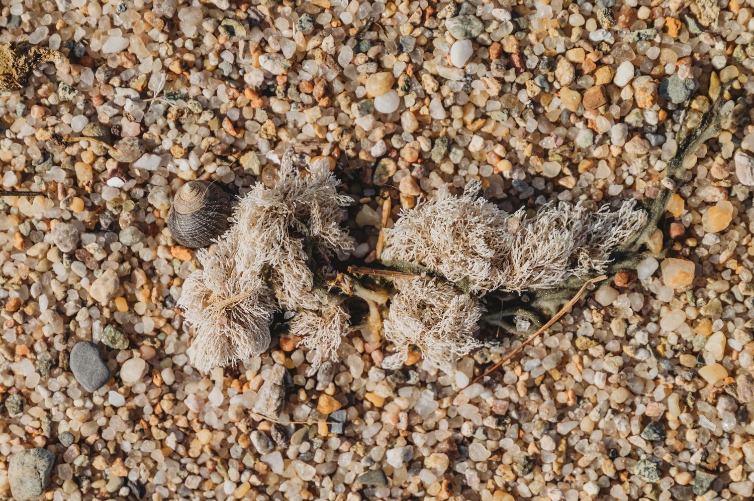Dead bird carcass lying on sandy gravel beach with small pebbles, decomposed feathers visible in natural outdoor setting.