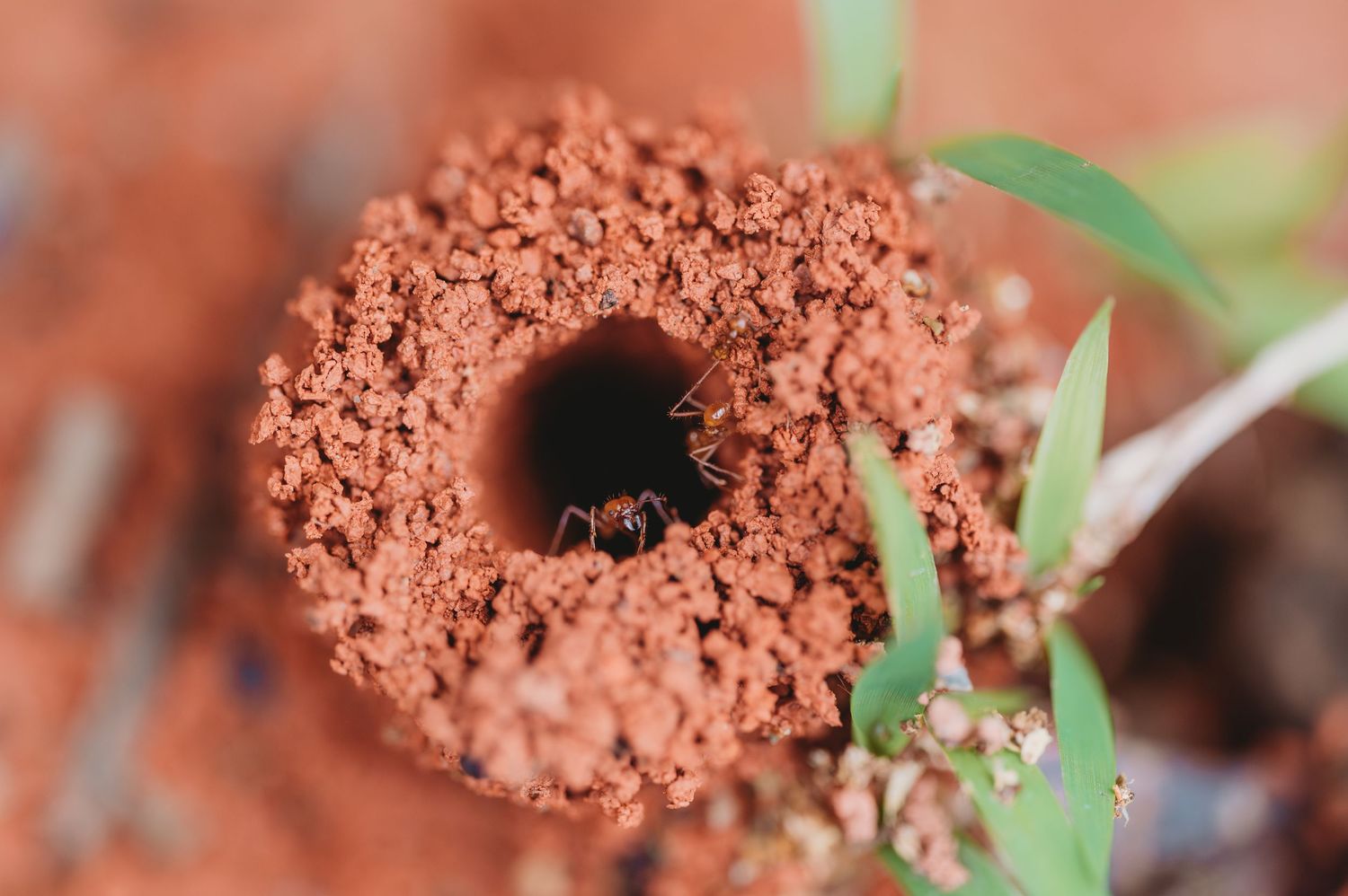 Close-up of red clay soil with small holes and emerging grass blades.