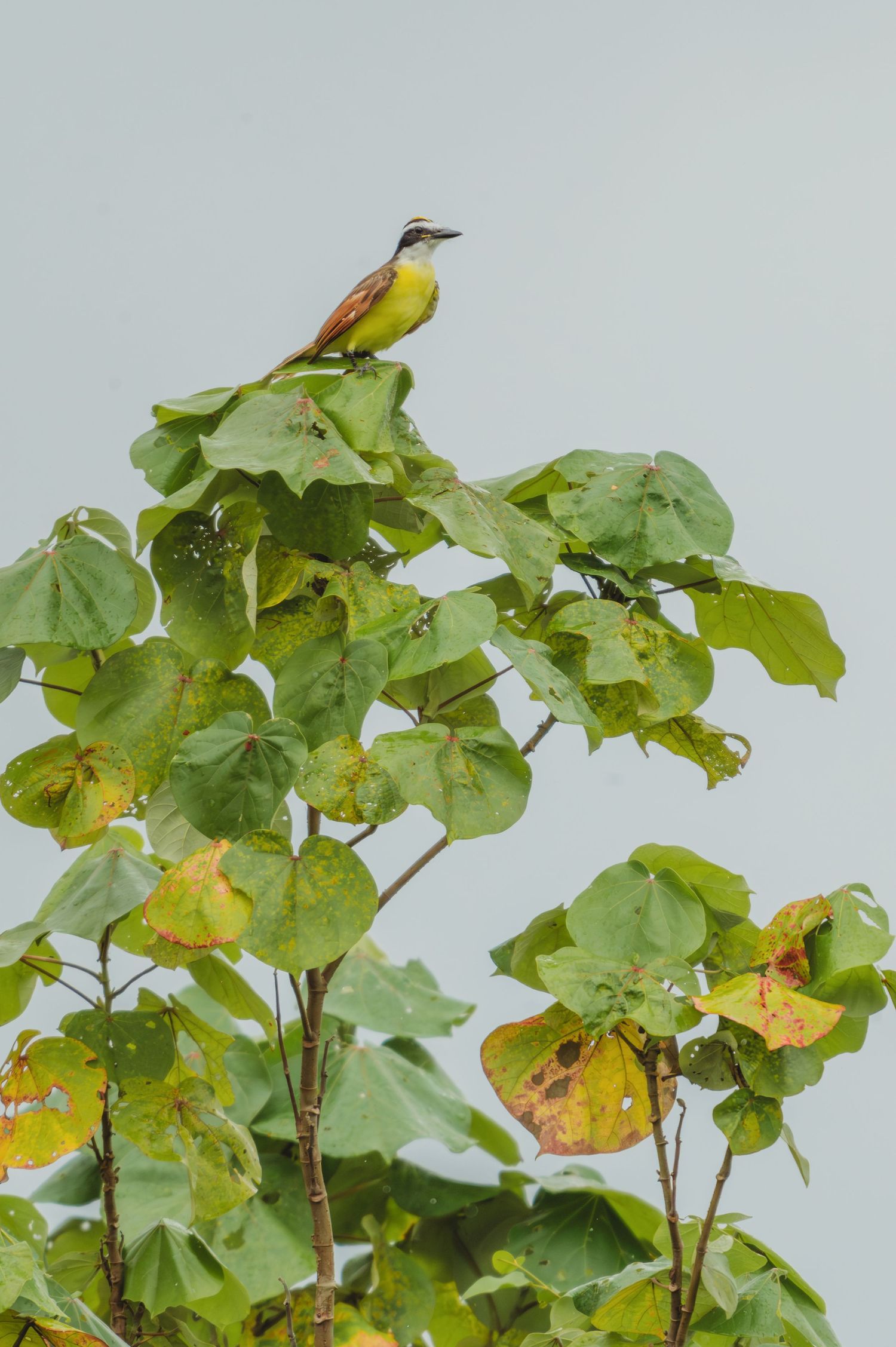Small bird sitting atop green foliage with yellow and brown patches.