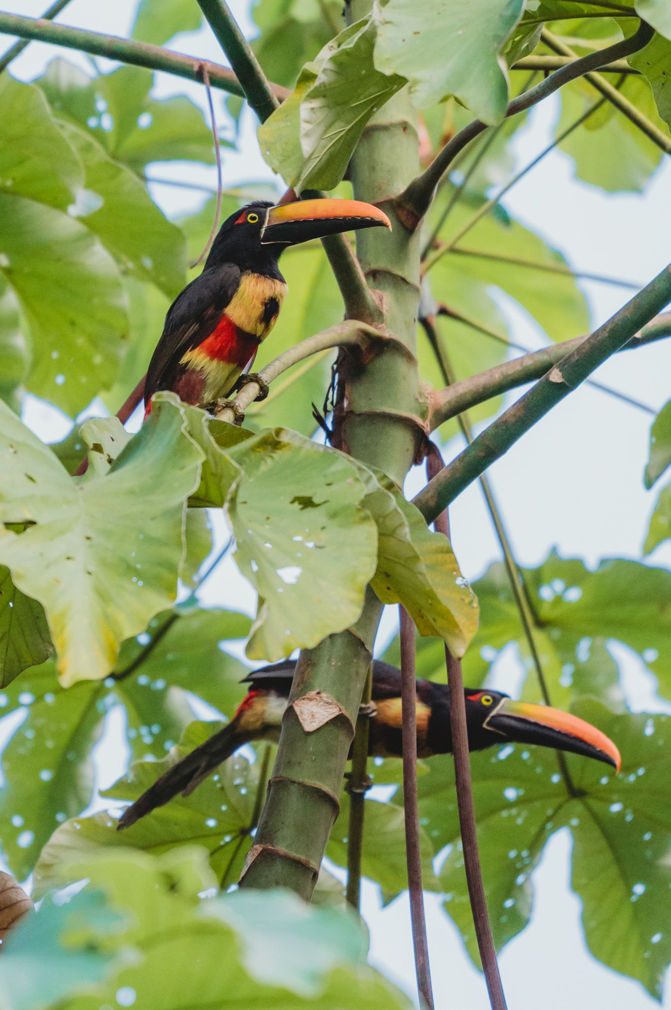 Toucans perched among green leaves in a tropical forest canopy.