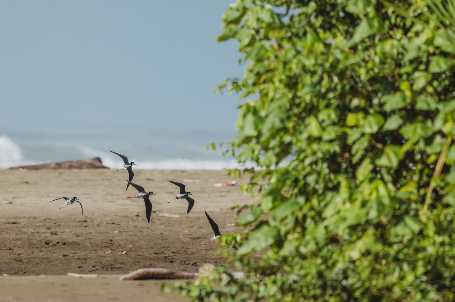 Small birds taking flight over sandy beach near green foliage.
