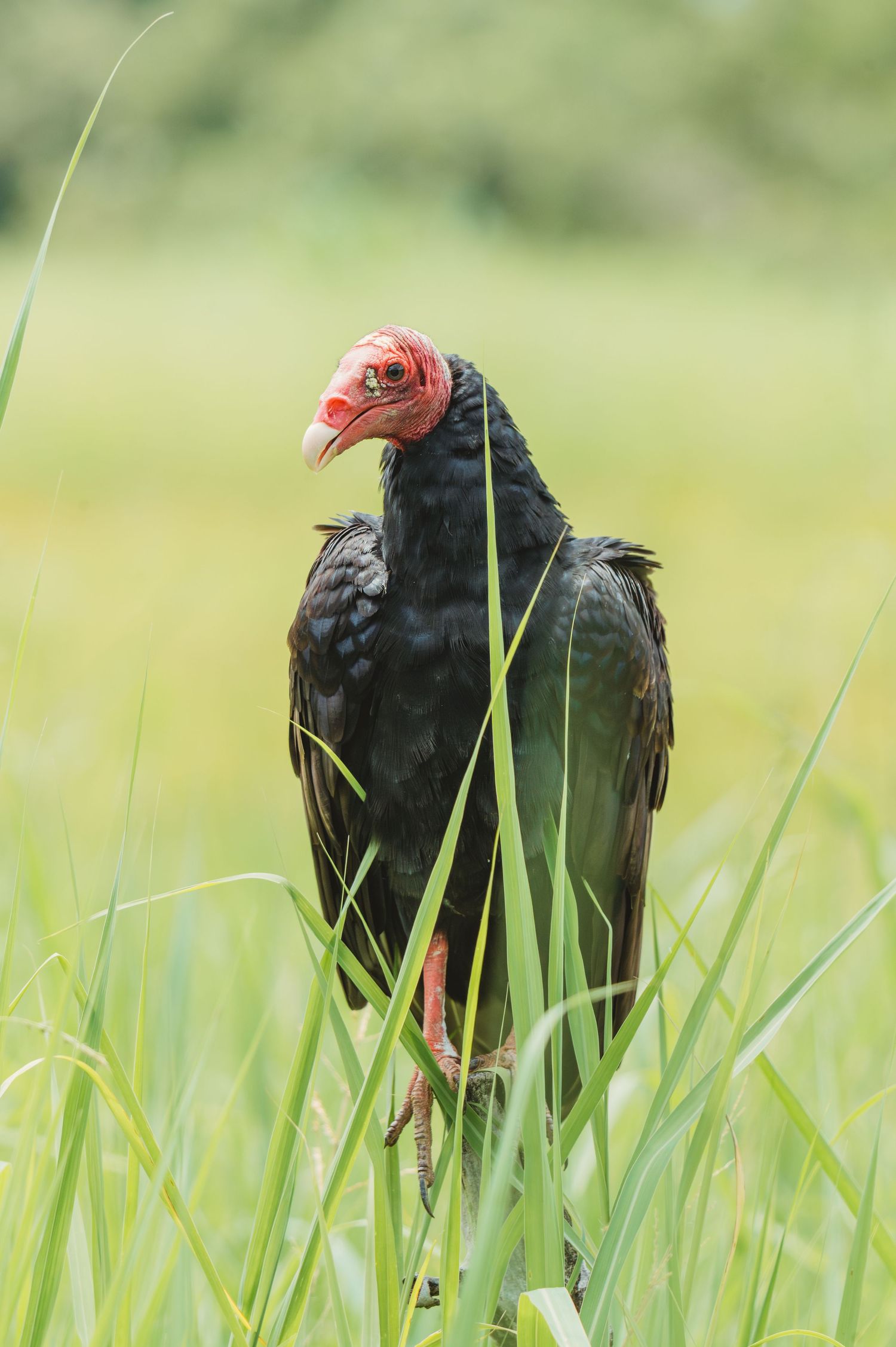 Black vulture foraging in green grass showing its dark feathers and red head.