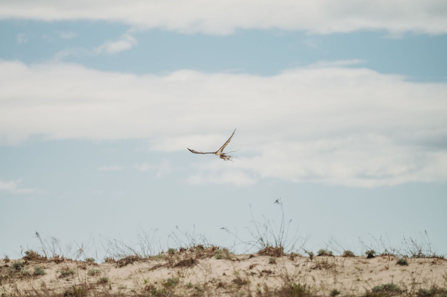 A bird soars gracefully over sandy dunes under a partly cloudy blue sky in a coastal landscape.