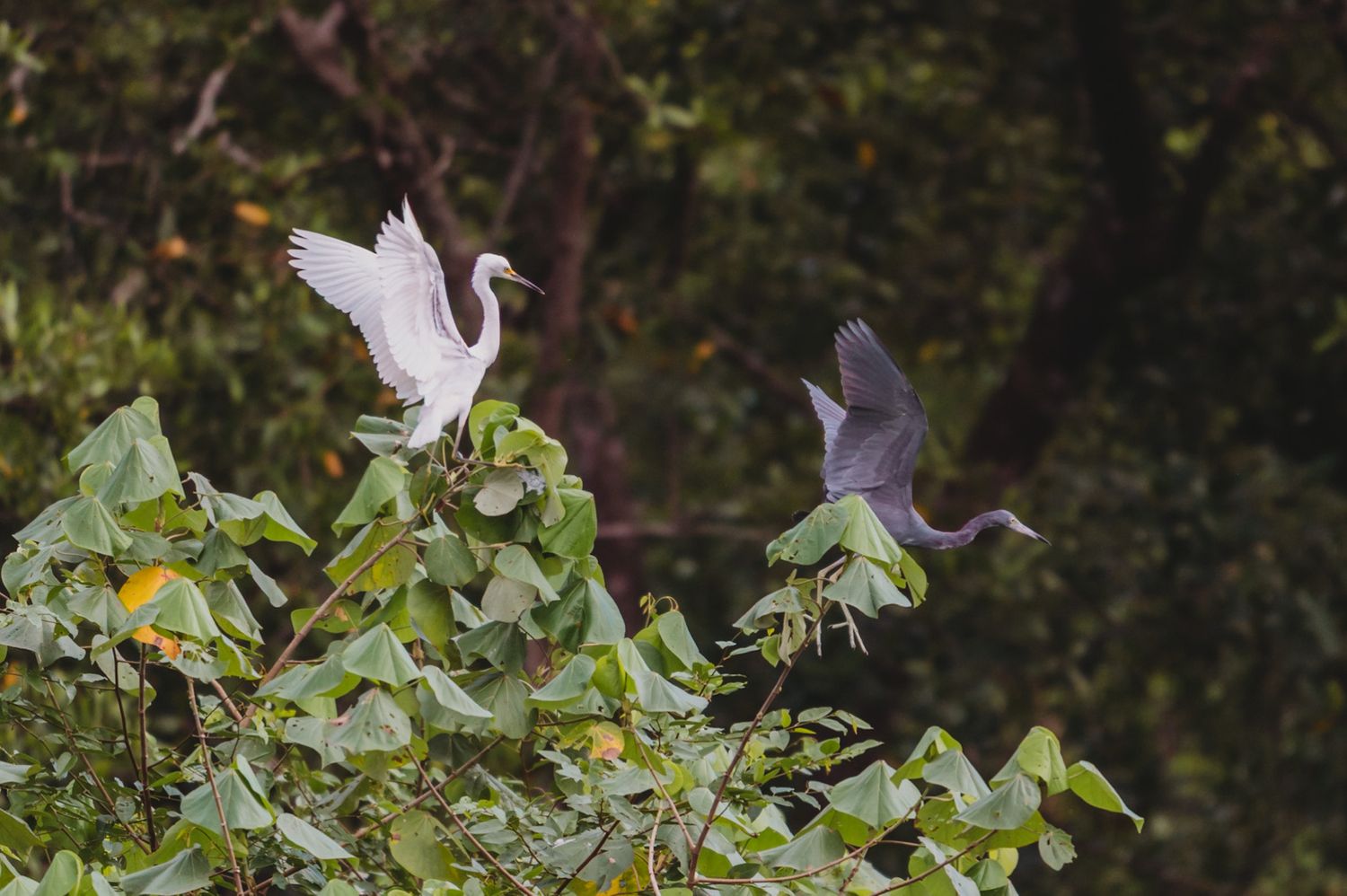 Two white herons take flight from leafy treetops in a nature setting.