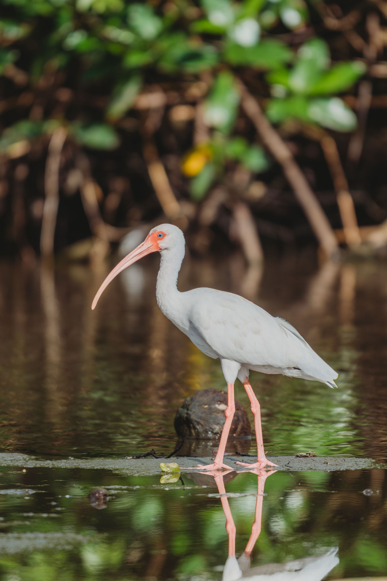 A white ibis with a curved orange beak wades through shallow water near lush green mangroves.