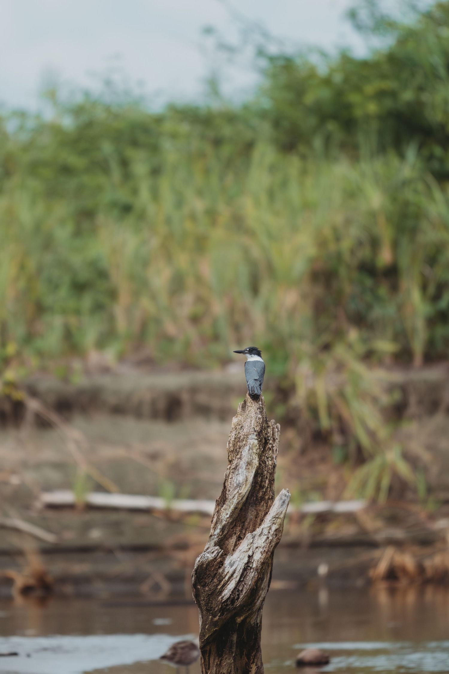 A kingfisher bird perches on a weathered wooden stump near the water's edge.