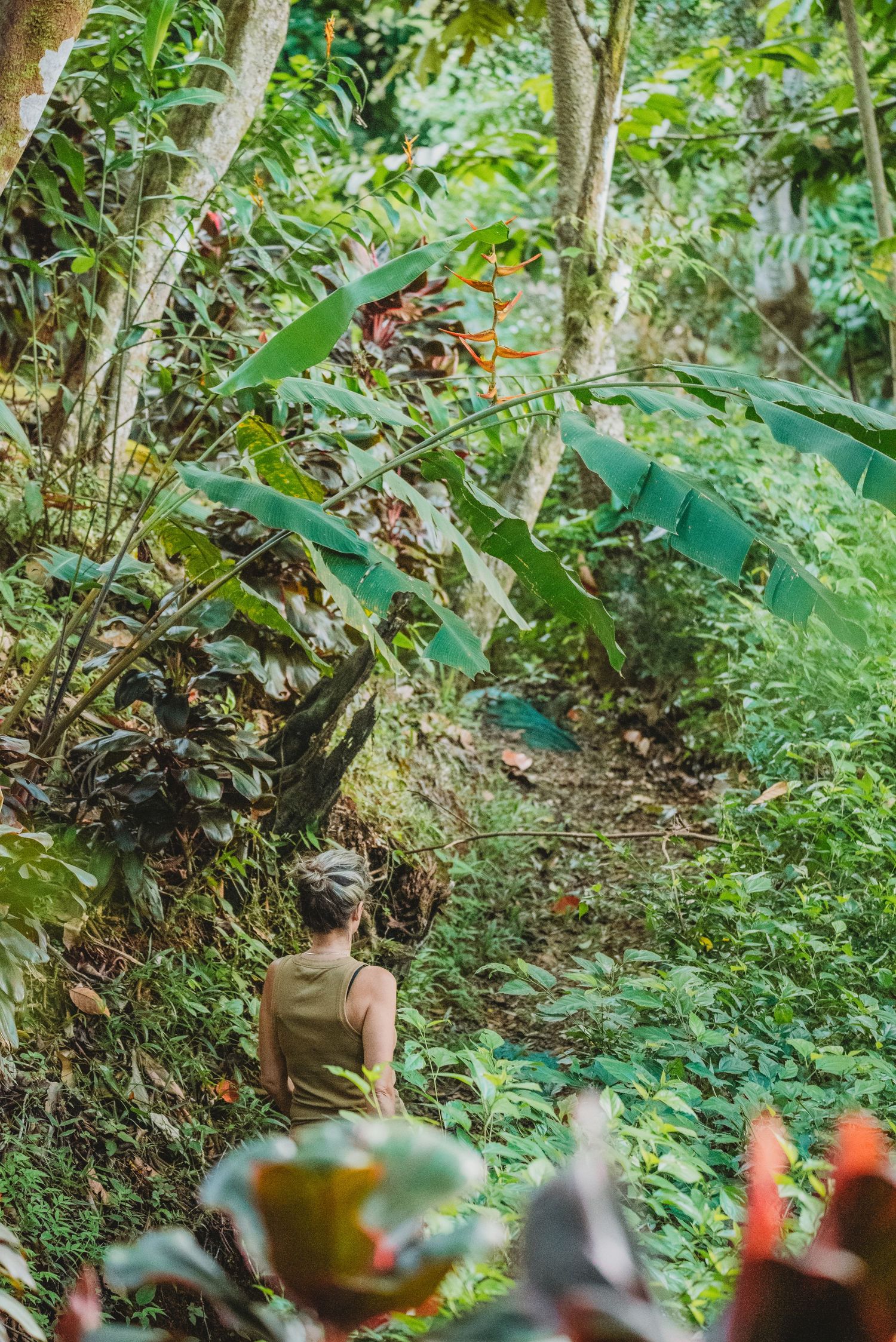 Lush tropical forest path with dense foliage and dappled sunlight.