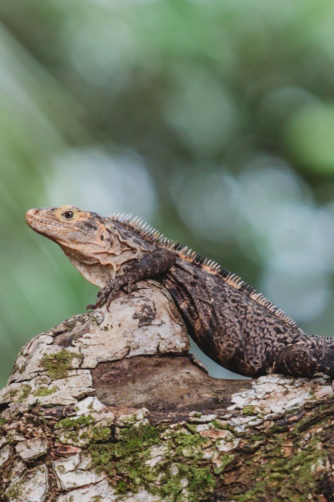 A large iguana perched on a mossy tree trunk, showcasing its textured scales and spiny dorsal crest against a blurred green background.