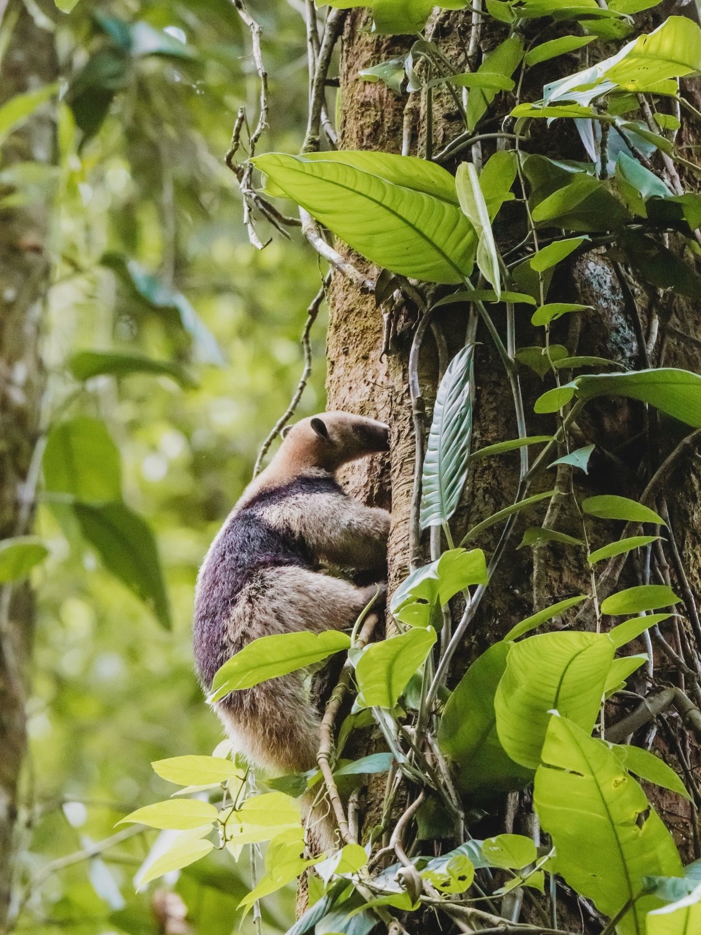 A northern tamandua anteater clings to a tropical tree trunk surrounded by lush green jungle foliage.