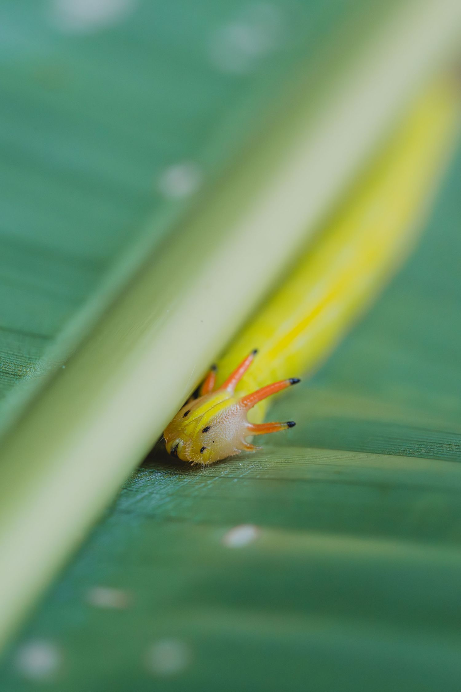 Close-up macro photo of a yellow caterpillar with orange-tipped legs crawling on a green tropical leaf.