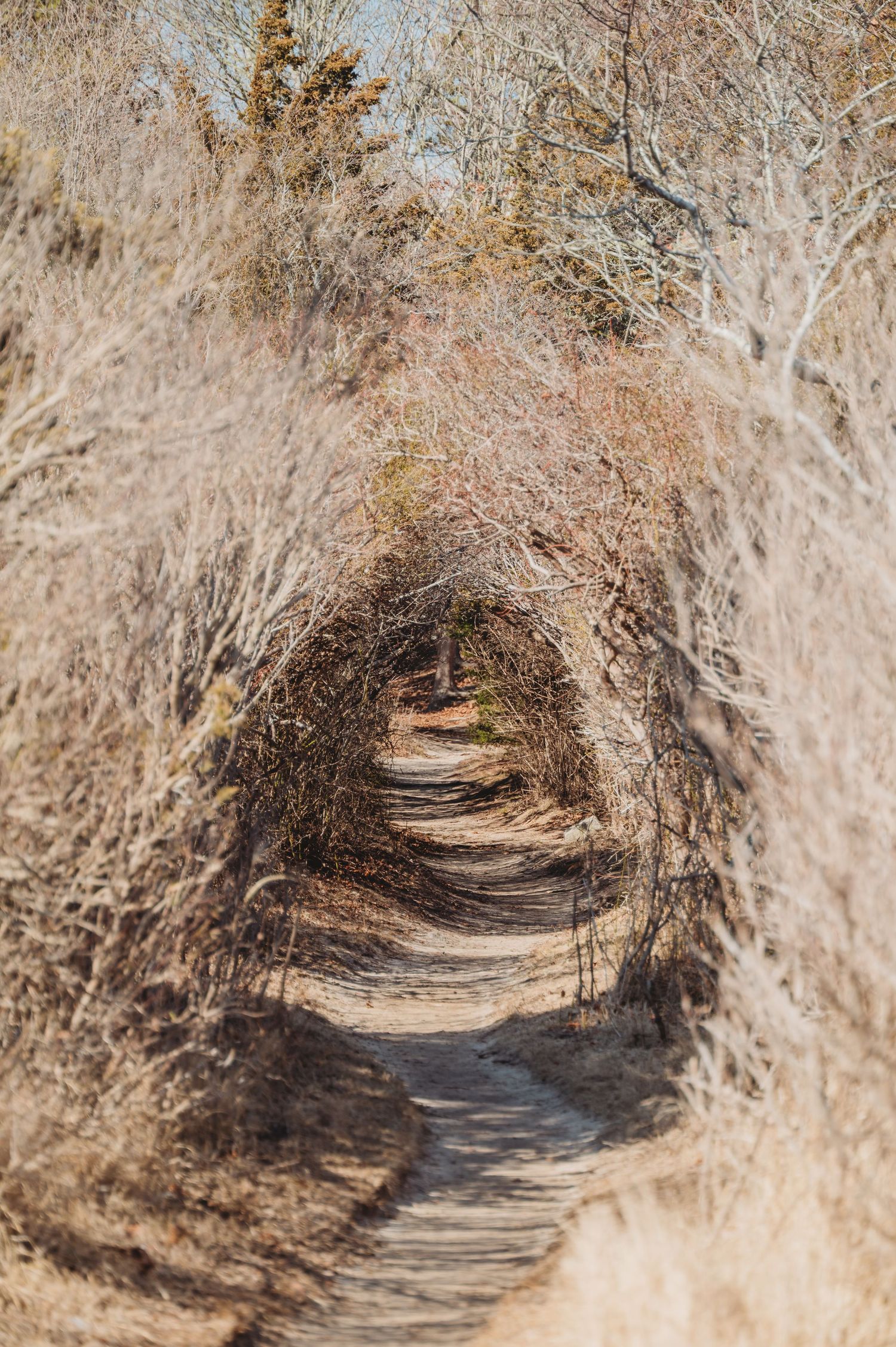 A narrow sandy path winds through a tunnel of dry, arching branches in a natural coastal landscape.