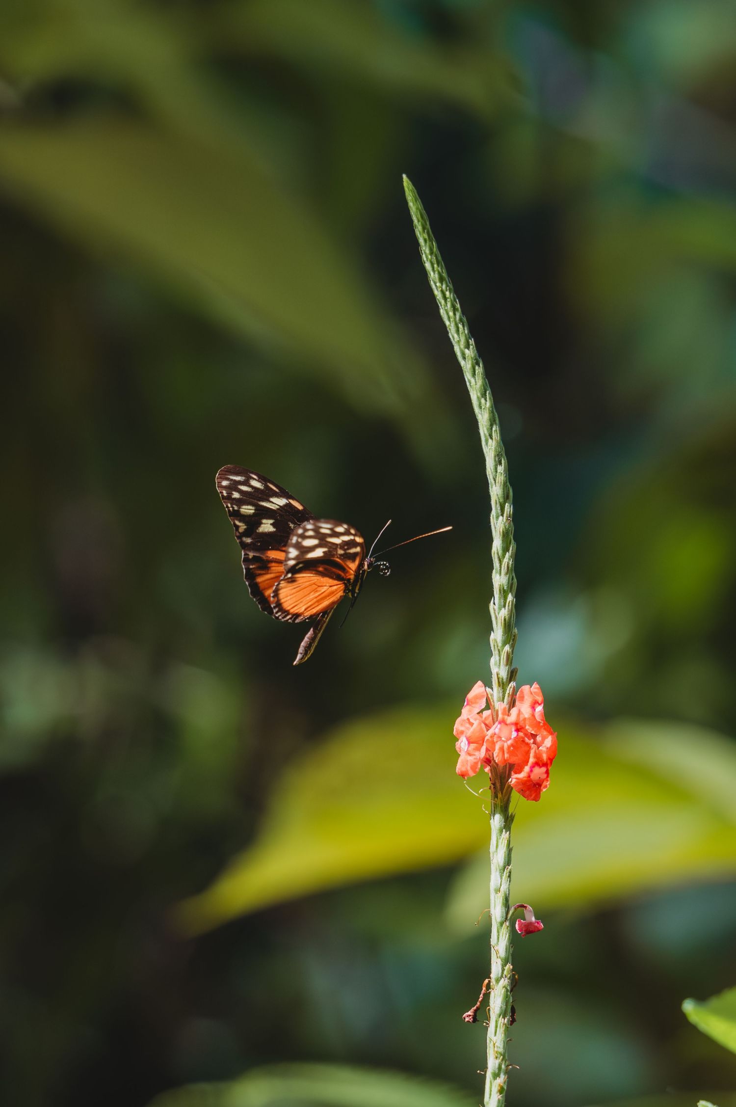 Orange and black butterfly approaches a pink flower in a series of action shots.