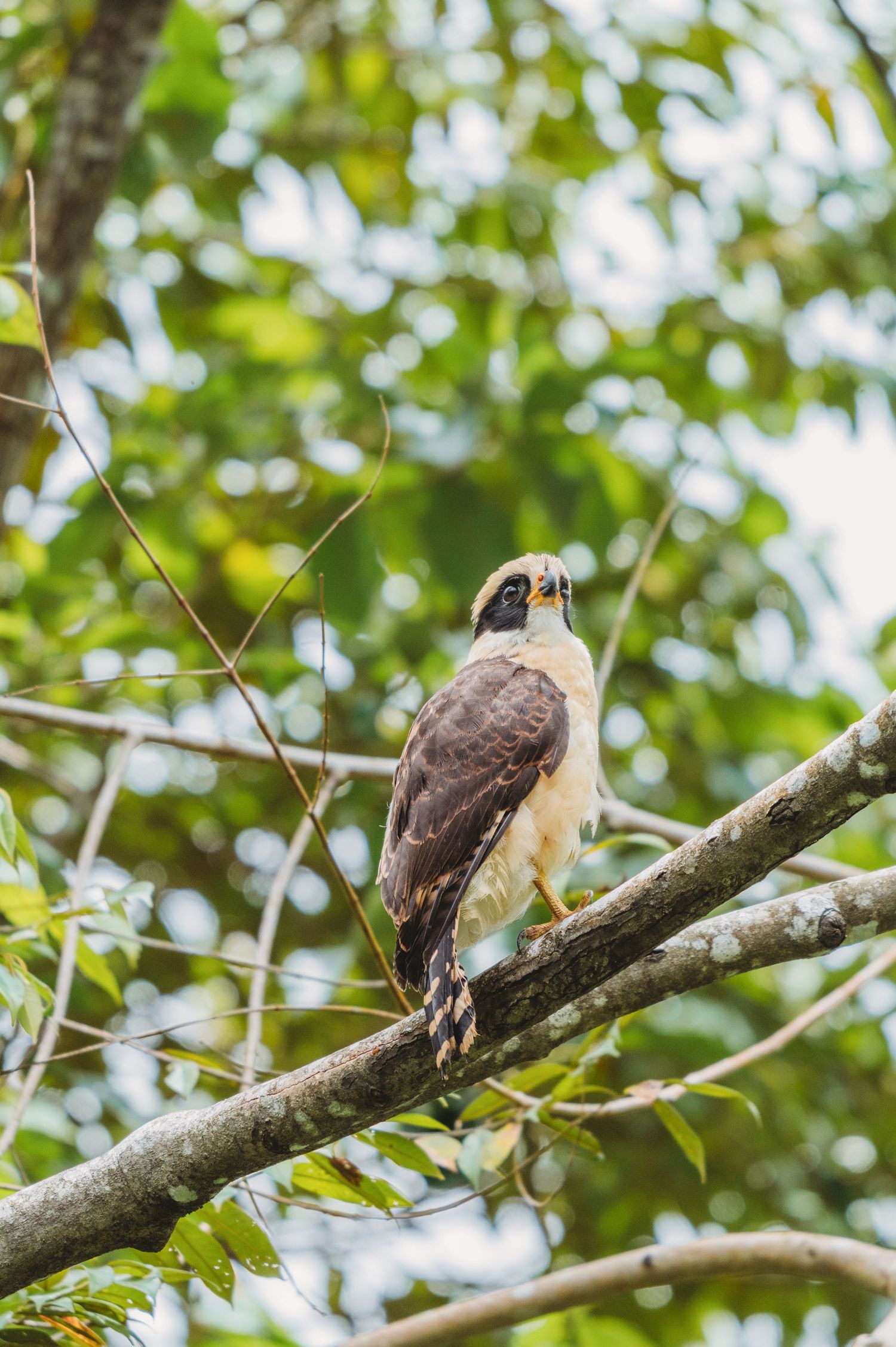 A hawk perched on a tree branch surrounded by lush green foliage in a natural forest setting.