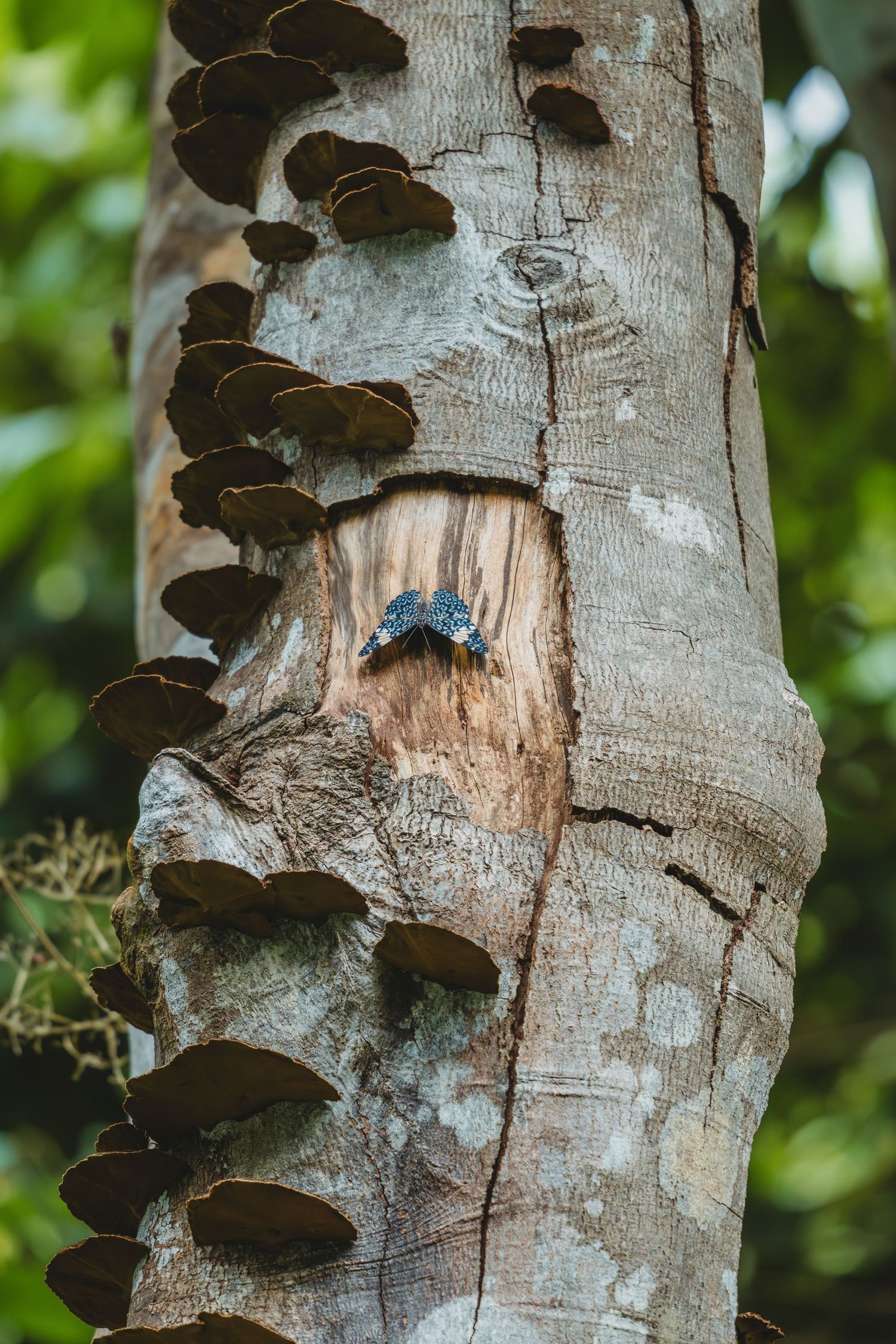 Blue butterfly resting on a weathered tree trunk surrounded by dark brown fungi in a lush green forest.