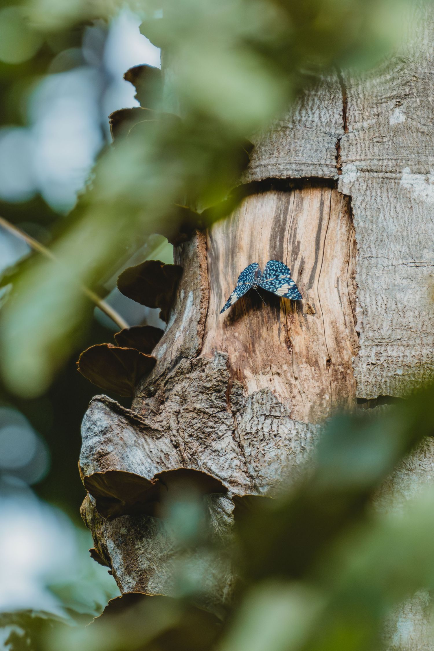 A colorful blue bird peeks out from a hollow cavity in a weathered tree trunk, surrounded by lush green leaves.