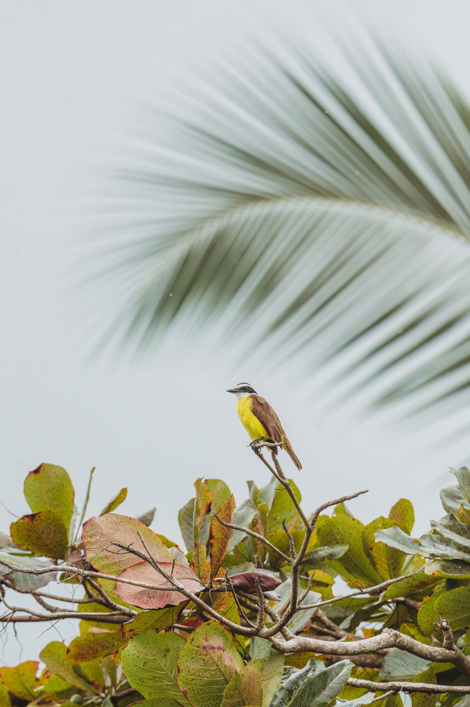 Small yellow bird perched on a branch with palm fronds in the background.
