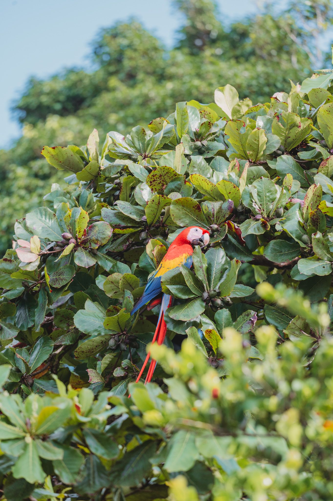 A colorful macaw parrot rests on a branch surrounded by lush green leaves.
