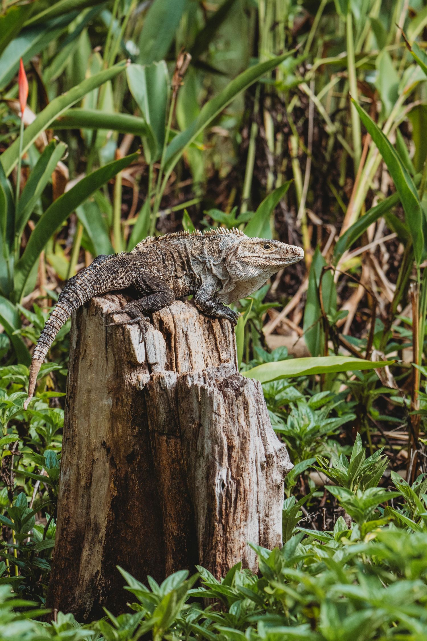 A gray iguana perched on a weathered tree stump surrounded by lush green tropical vegetation.