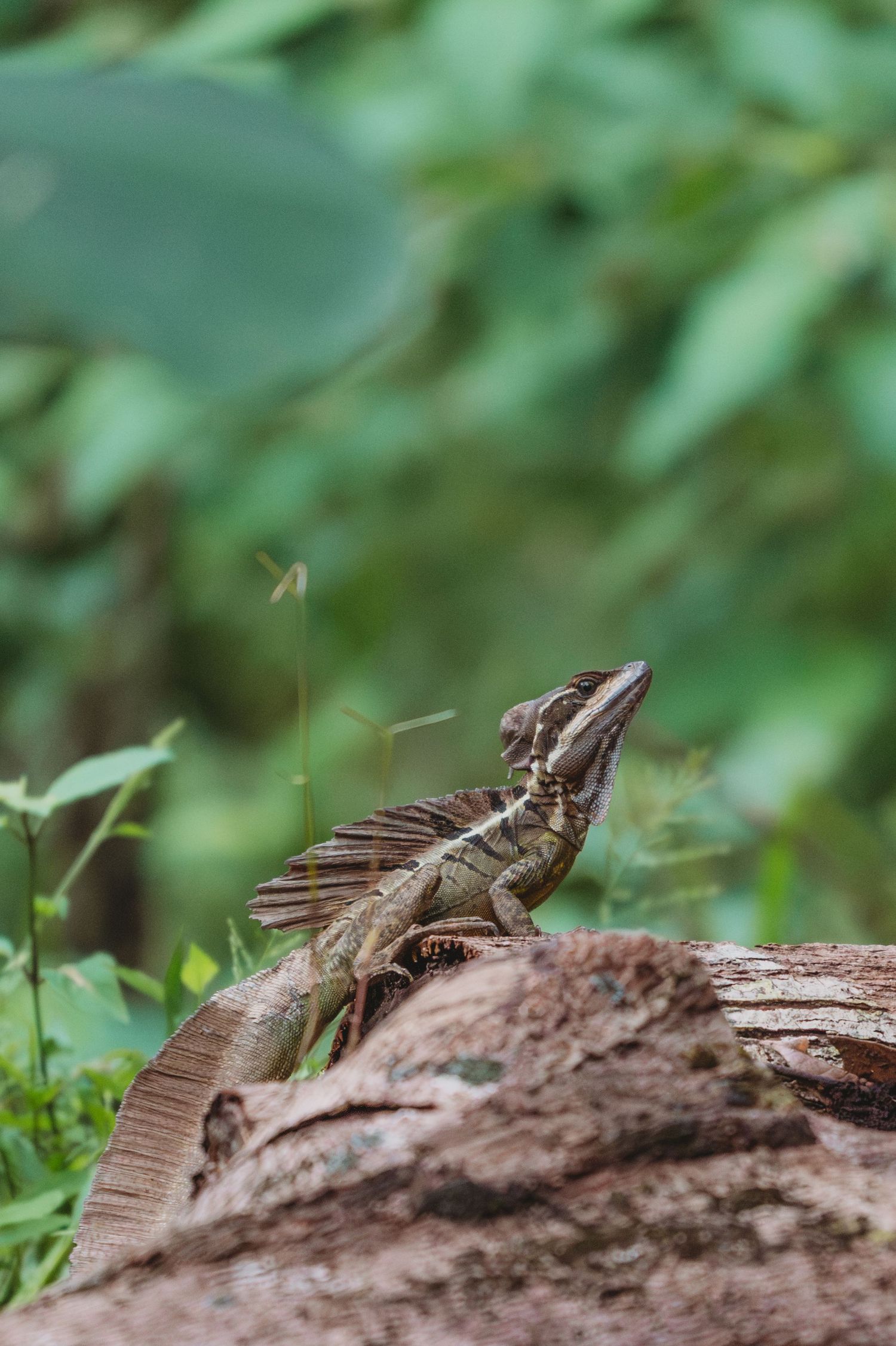 A basilisk lizard perches on a mossy log surrounded by lush green tropical foliage.