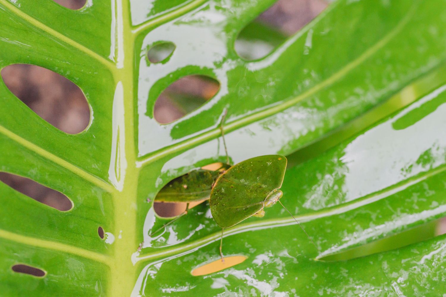 Close-up macro shot of water droplets on a bright green monstera leaf with holes.
