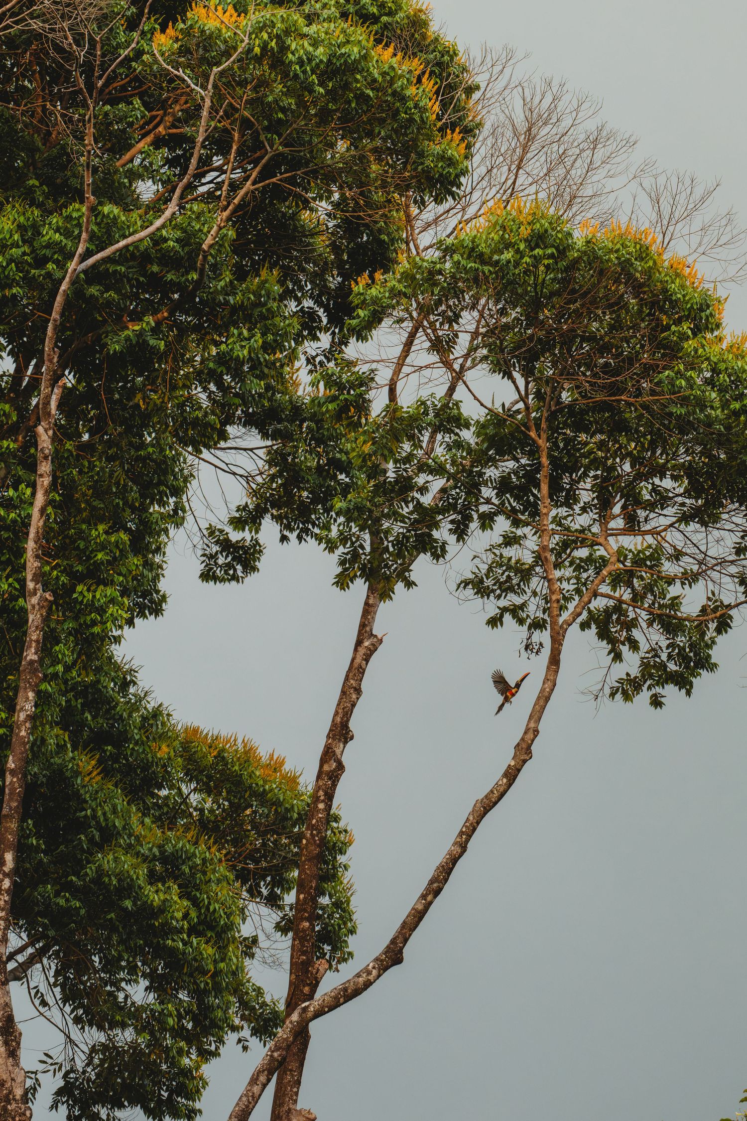 Tall tropical trees with lush green canopies against a gray sky, with a bird in flight visible between the branches.