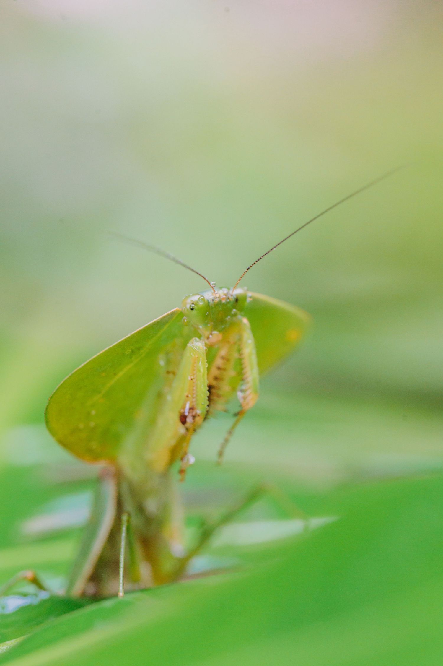 A green praying mantis poses in extreme close-up on a leaf with soft bokeh background.
