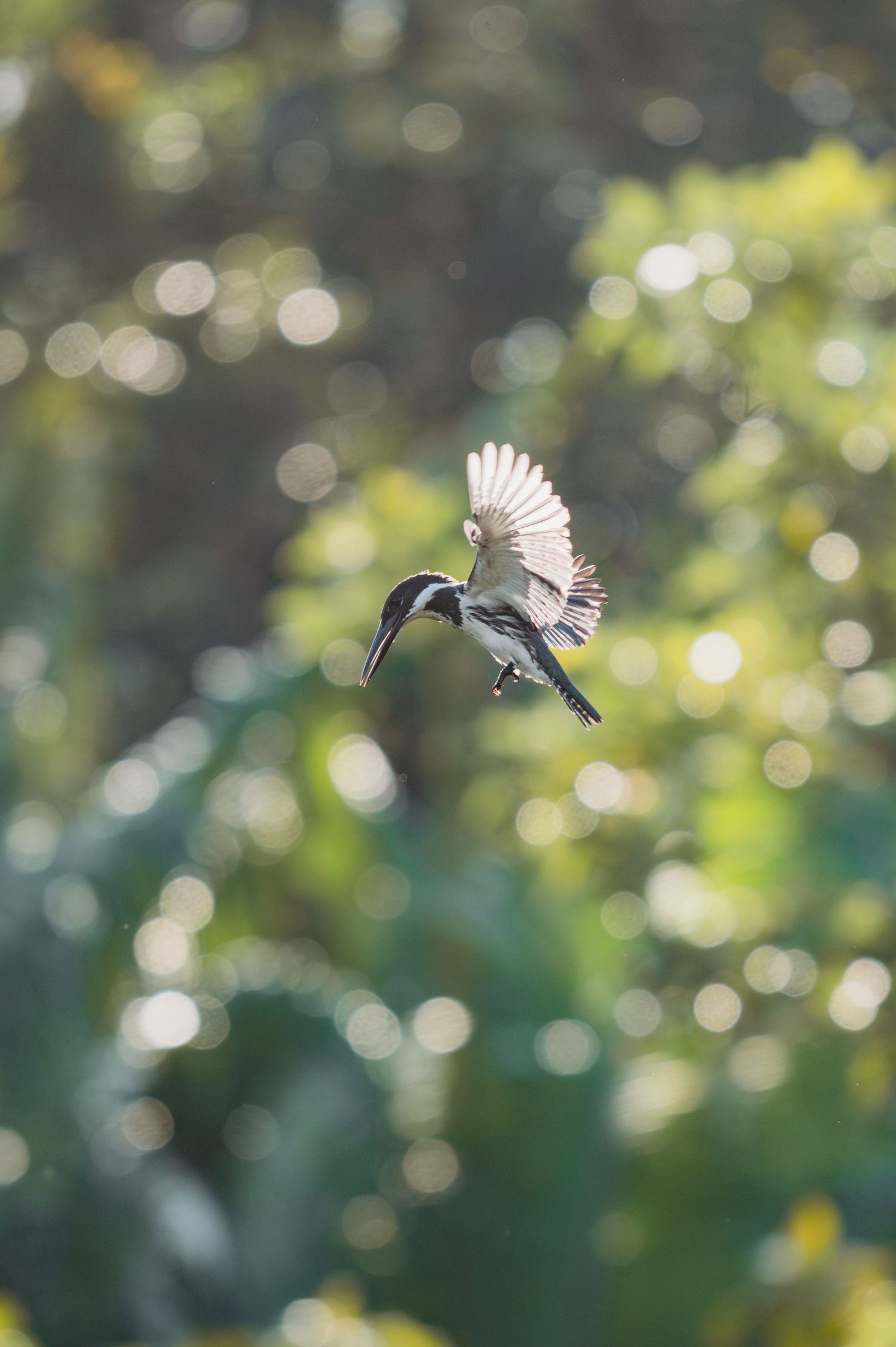 A kingfisher bird hovers in mid-flight against a blurred green background.