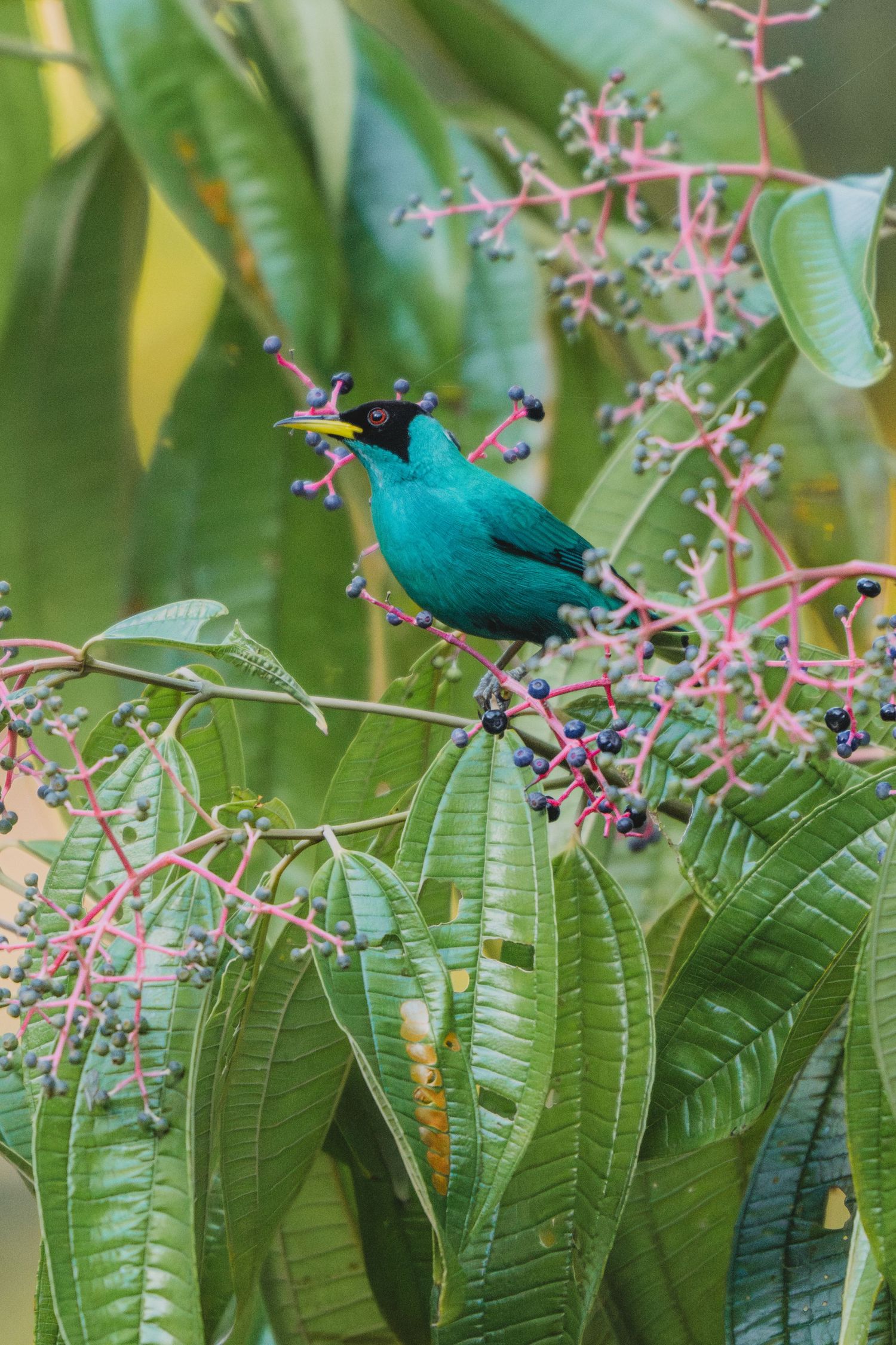 A vibrant green honeycreeper bird perched on a branch with pink flowers and dark berries amid lush tropical foliage.
