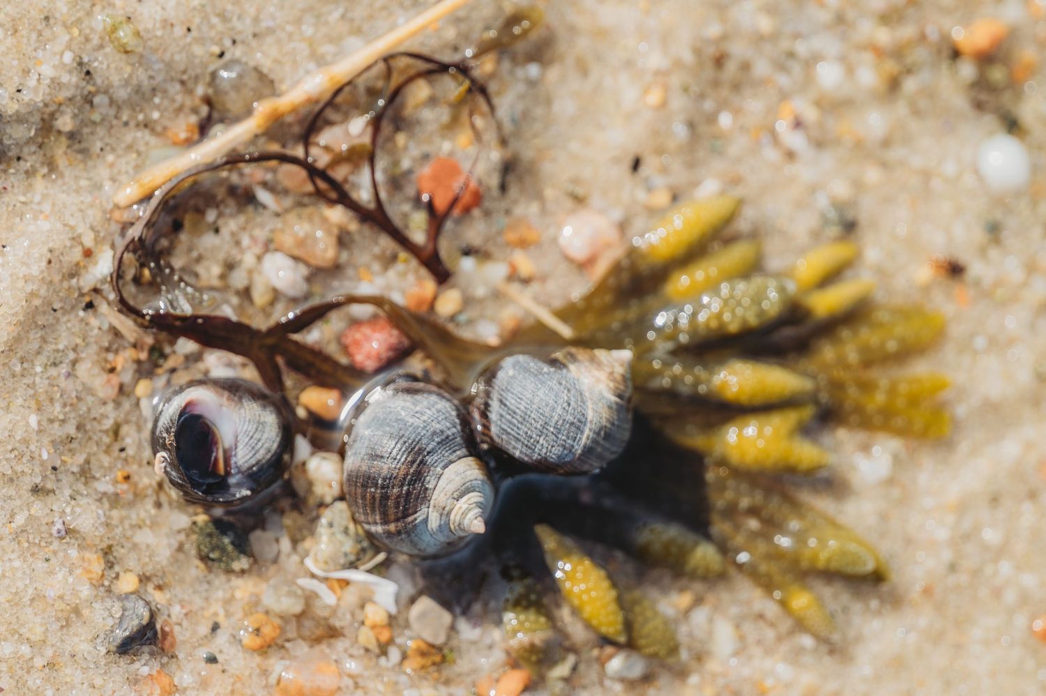 Two small snail shells and green seaweed resting on sandy beach with pebbles and debris.
